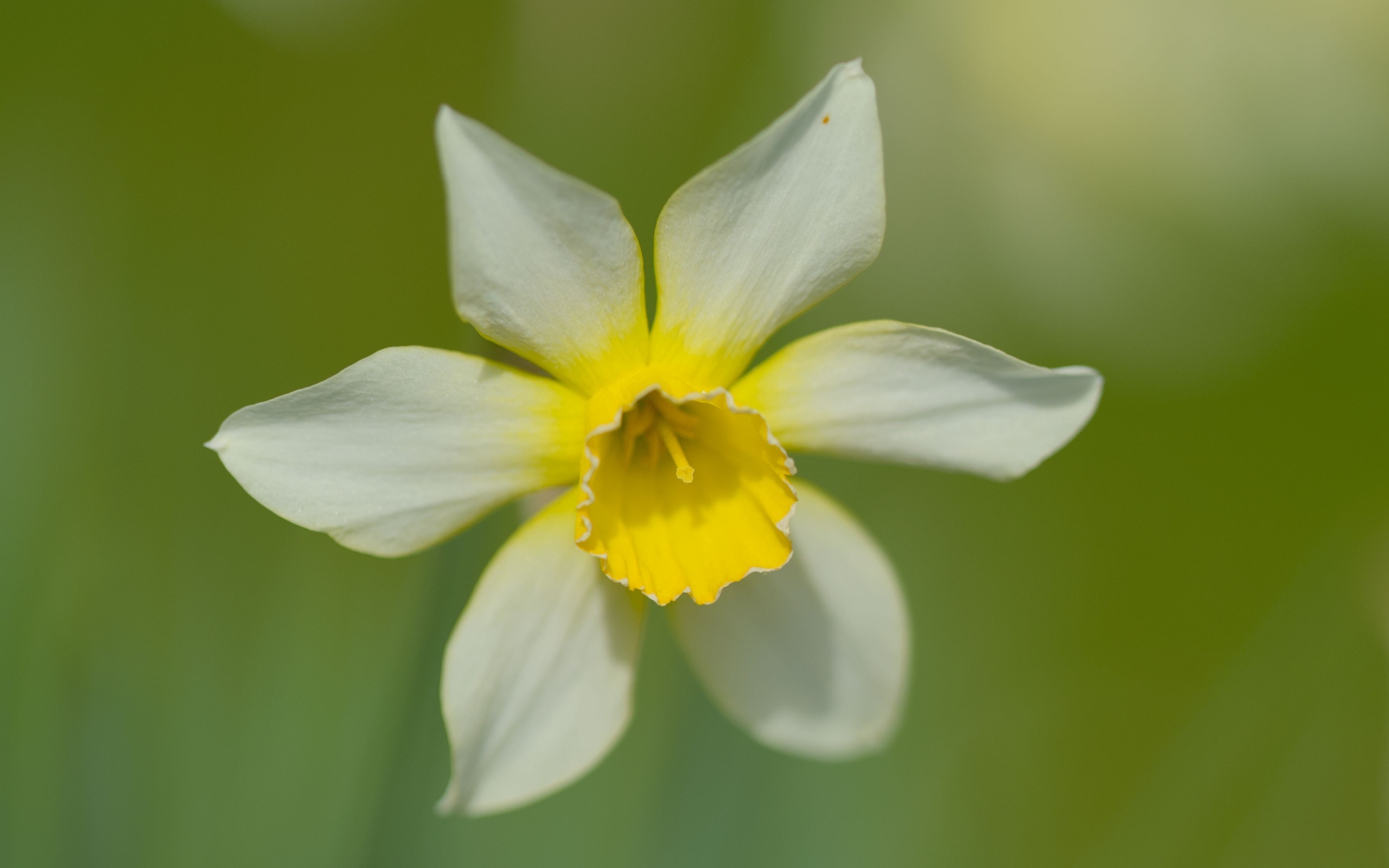 Белый цветок нарцисса с желтой серединкой крупным планом
