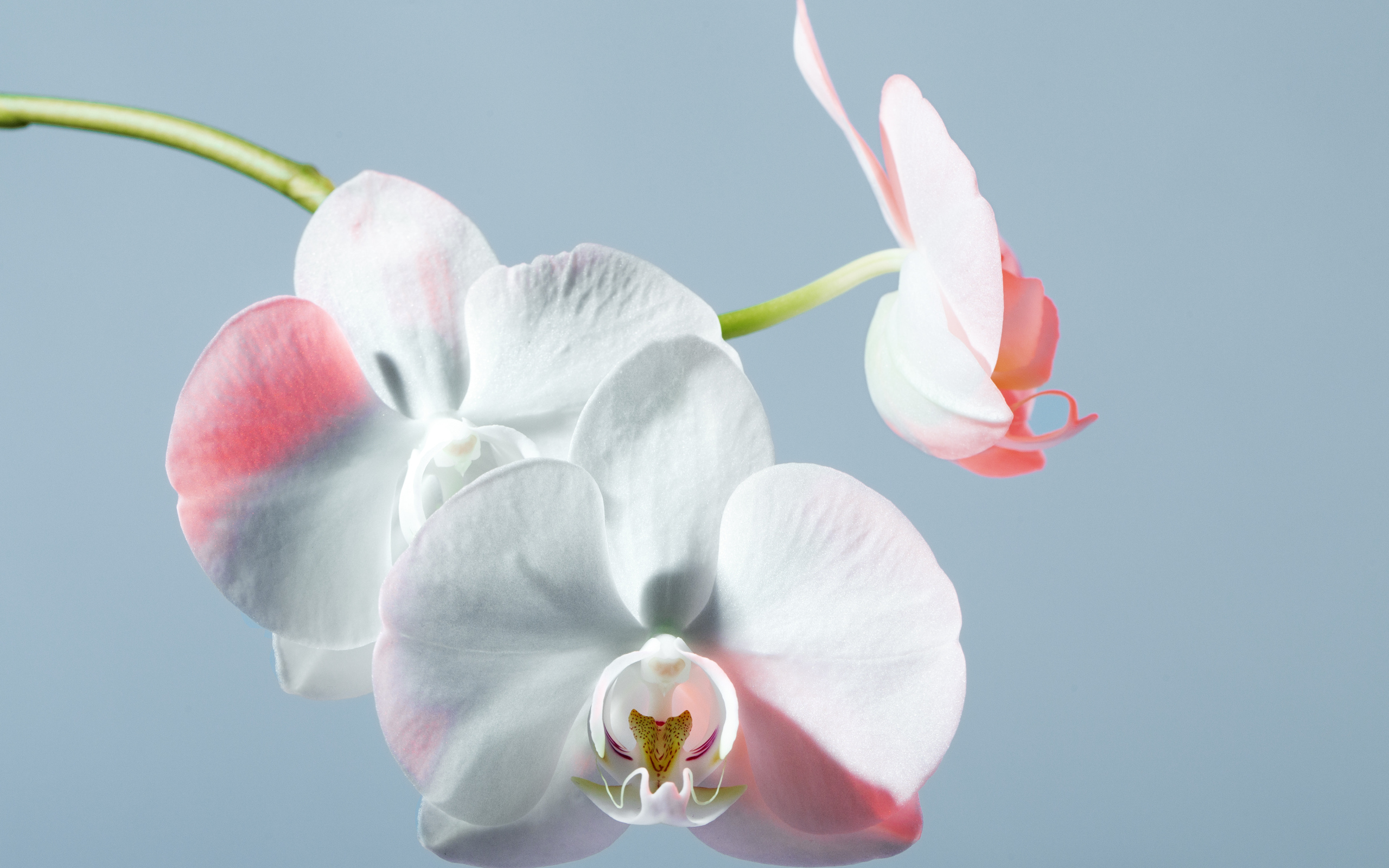 Белые орхидеи на голубом фоне