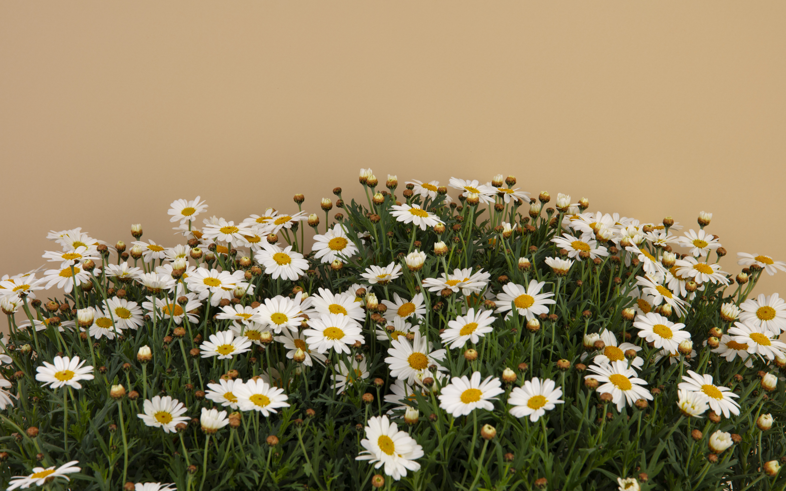 Белые маленькие ромашки на коричневом фоне
