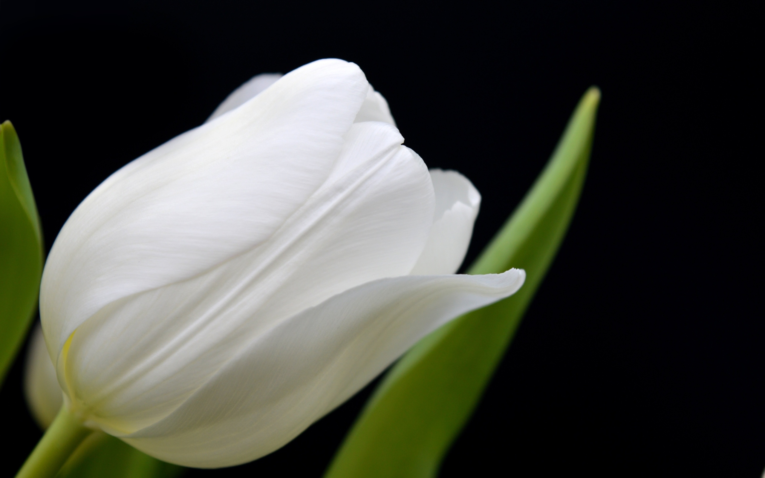 Белый тюльпан с тонкими лепестками на черном фоне