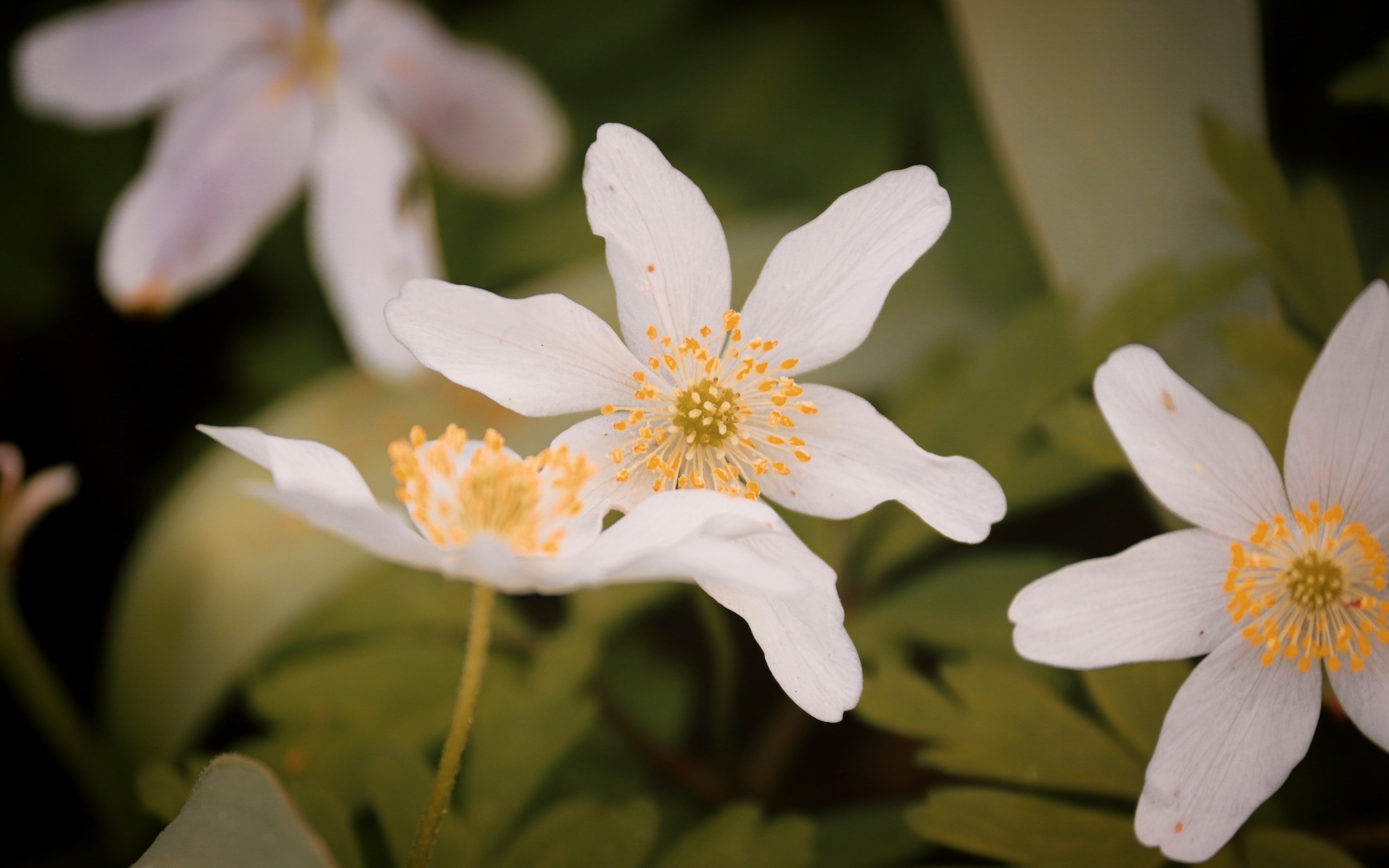 Белые полевые цветы ветреница