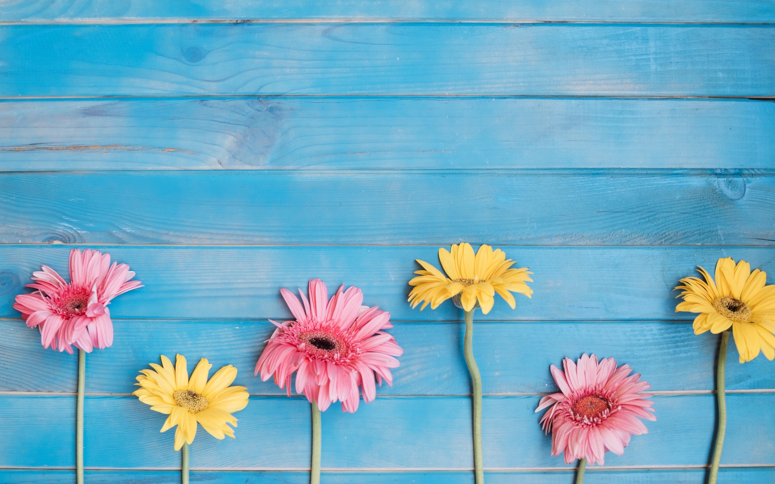 Желтые и розовые цветы герберы на голубом фоне