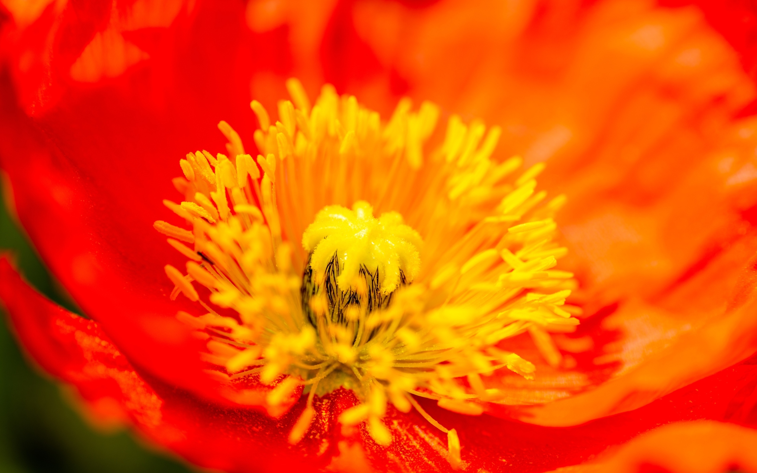 Желтая серединка красного мака крупным планом