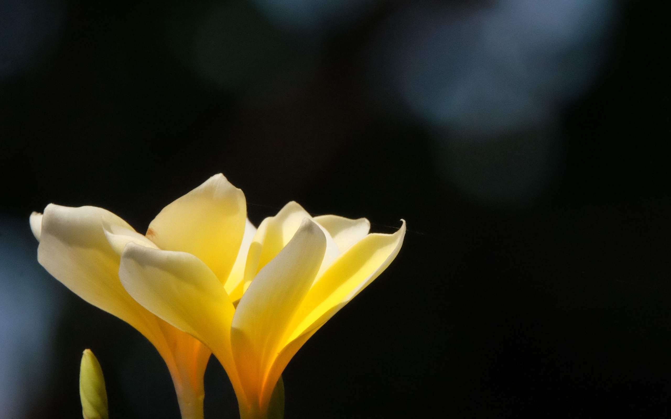 Желтые нежные цветы плюмерия крупным планом