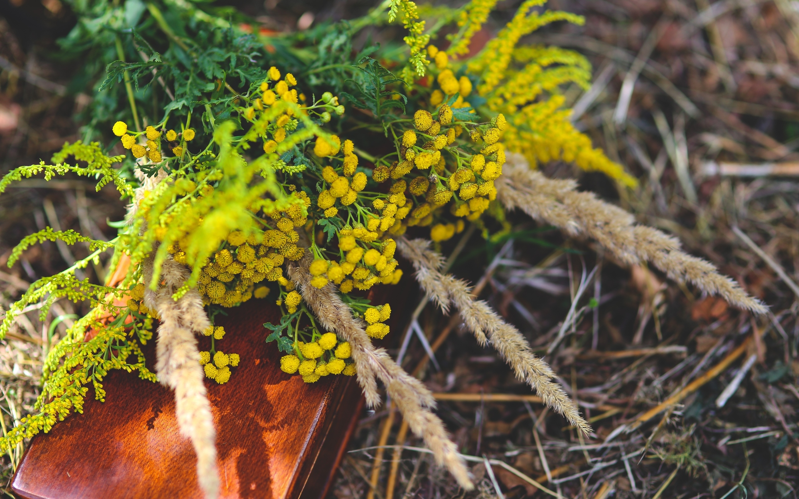 Желтые цветы пижмы на траве