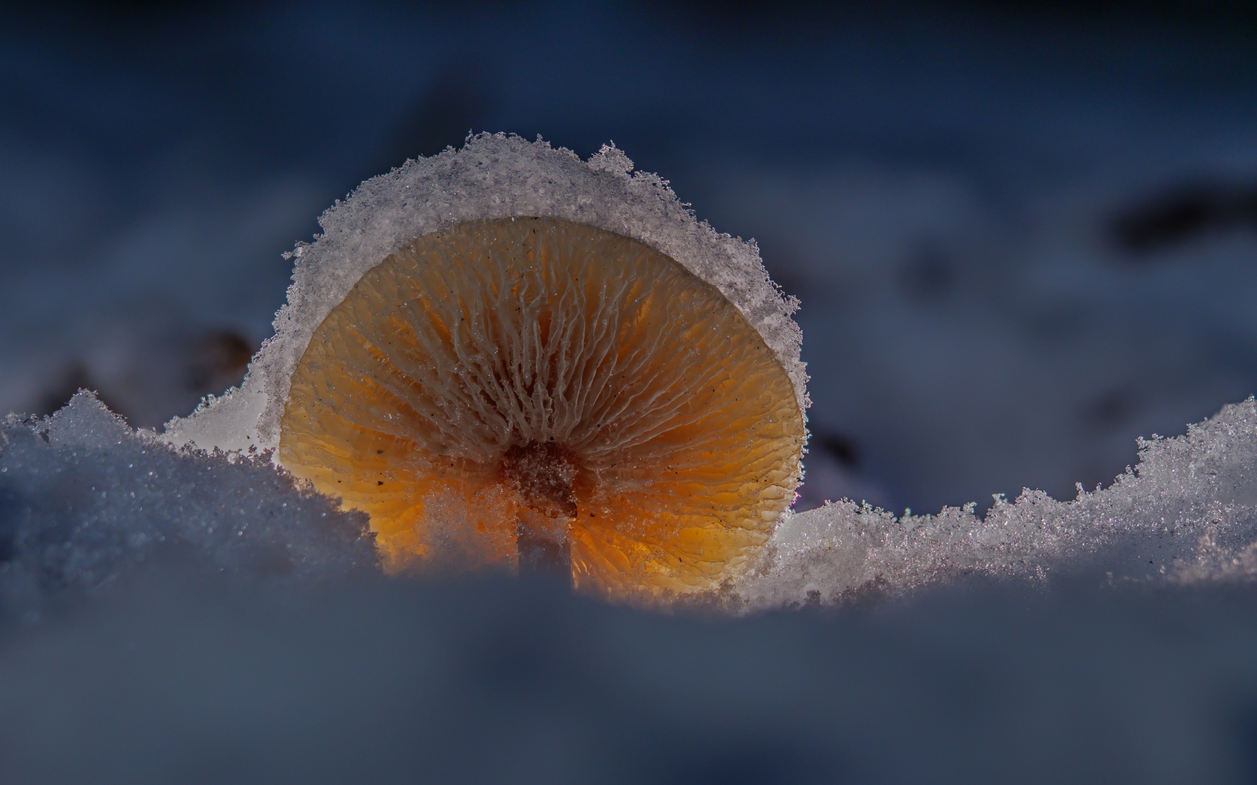 Маленький гриб замерзает под снегом