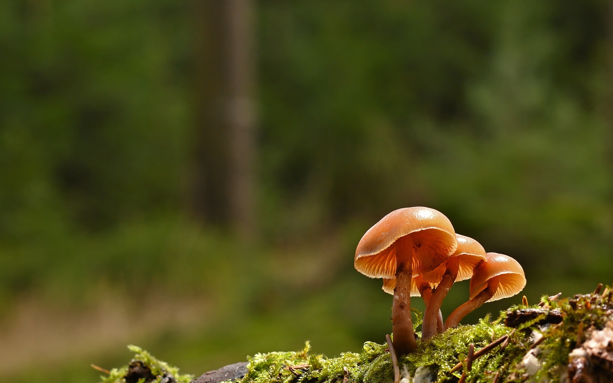 Пластинчатые грибы на покрытой мхом земле