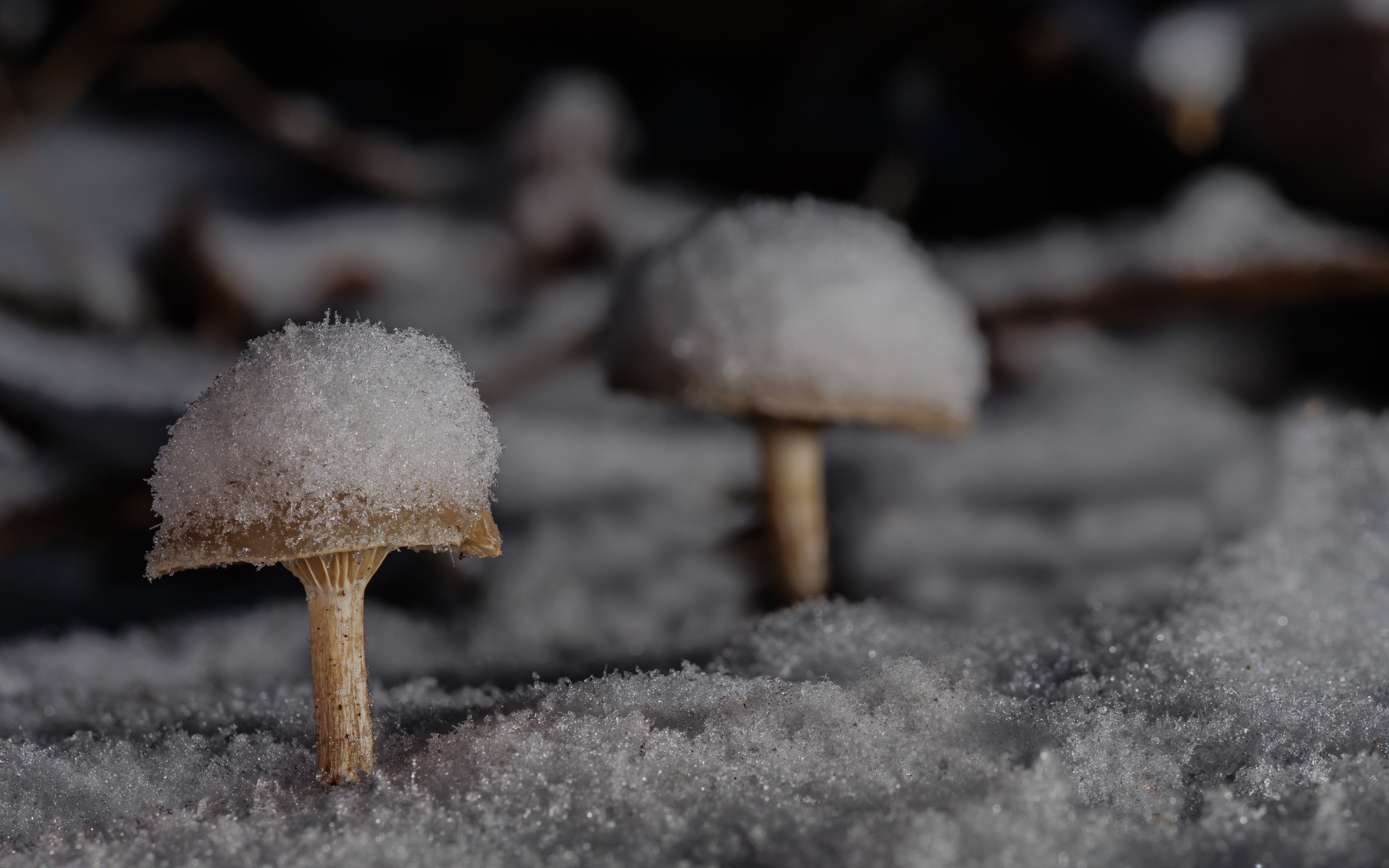 Грибы в снегу в лесу зимой