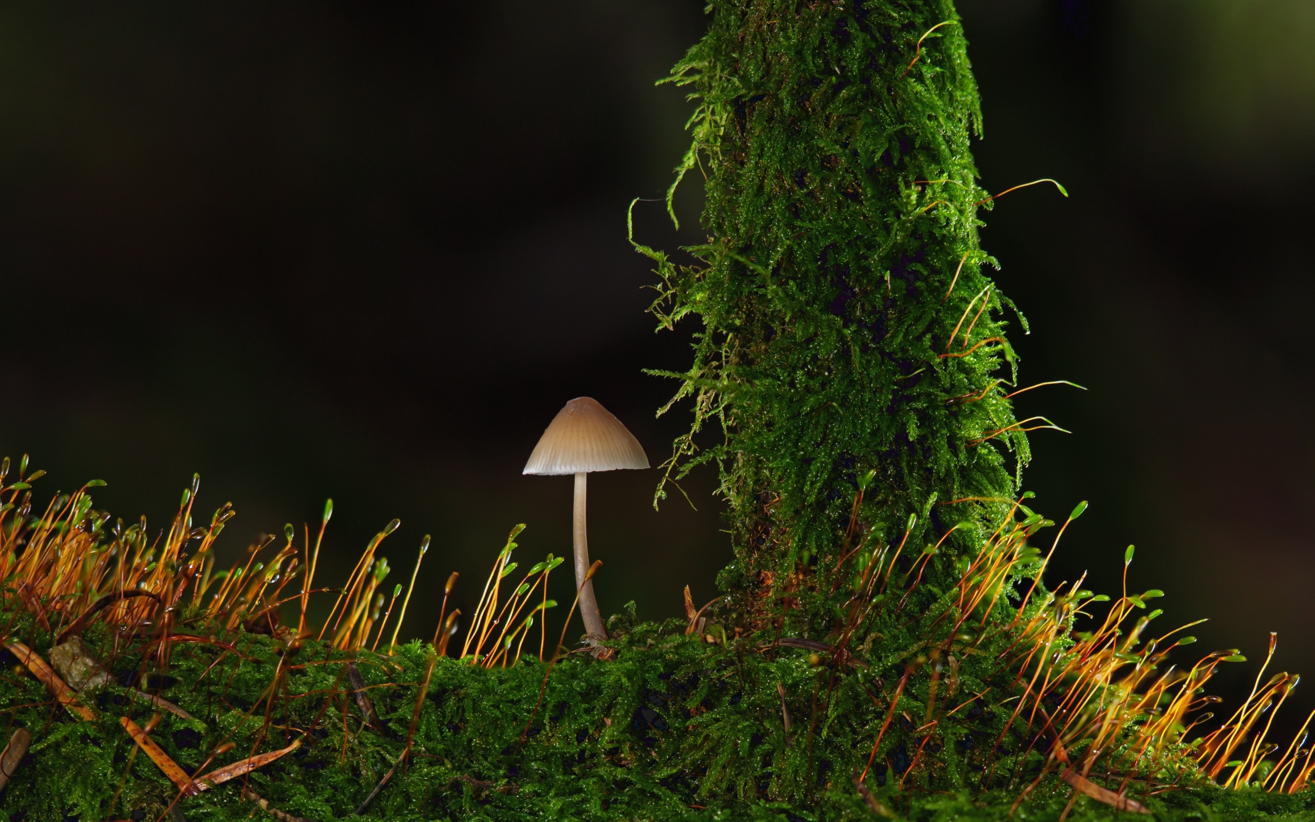 Маленький гриб на покрытой зеленым мхом земле