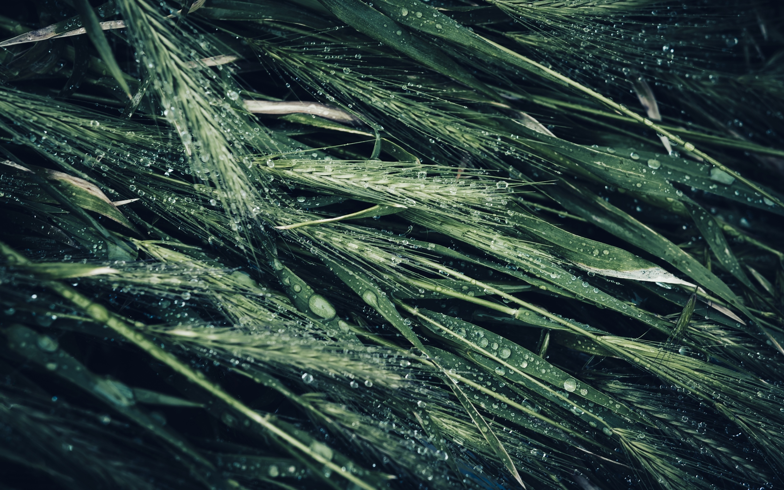 Зеленые колосья травы в каплях дождя