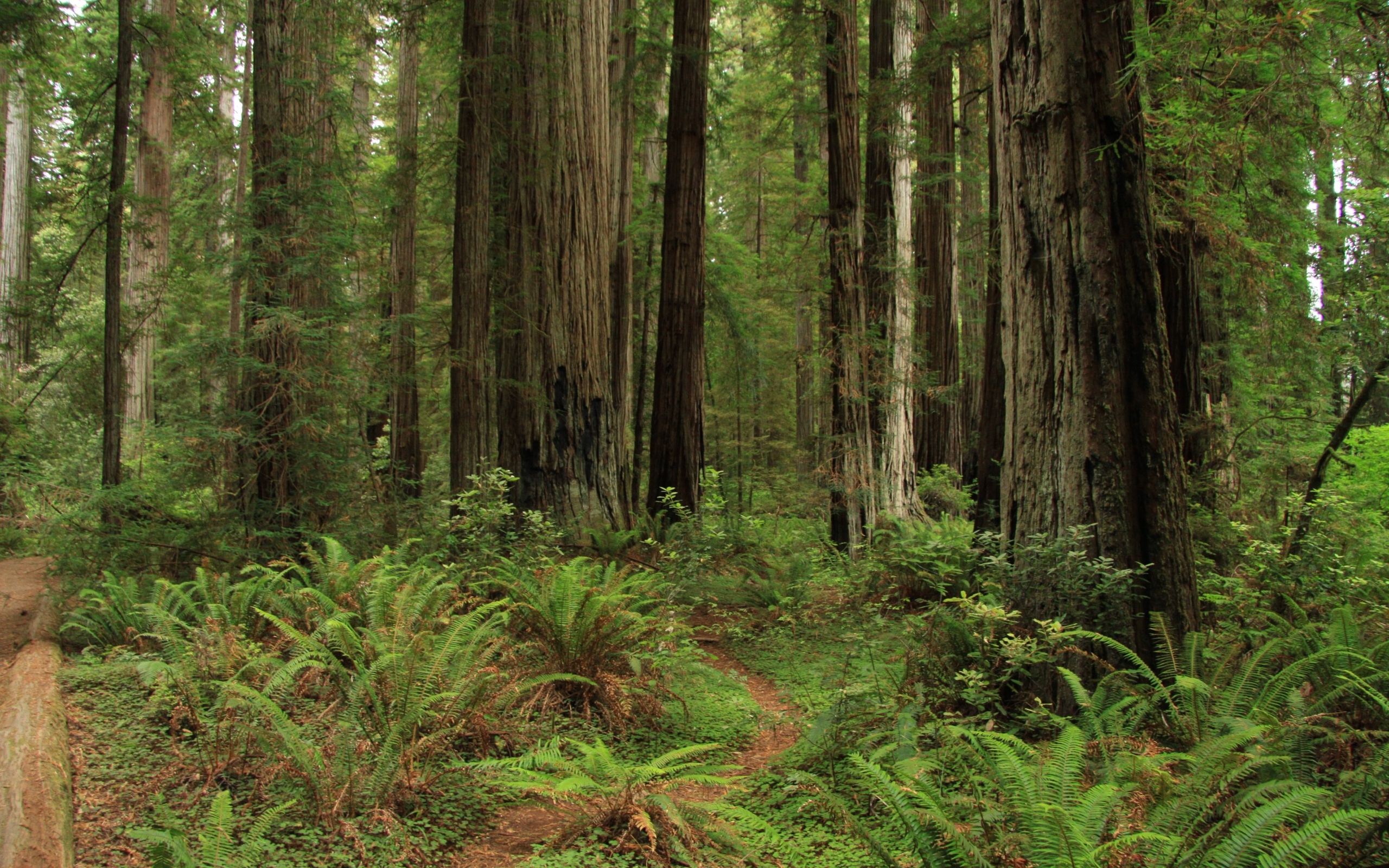 Зеленый папоротник с деревьями в лесу