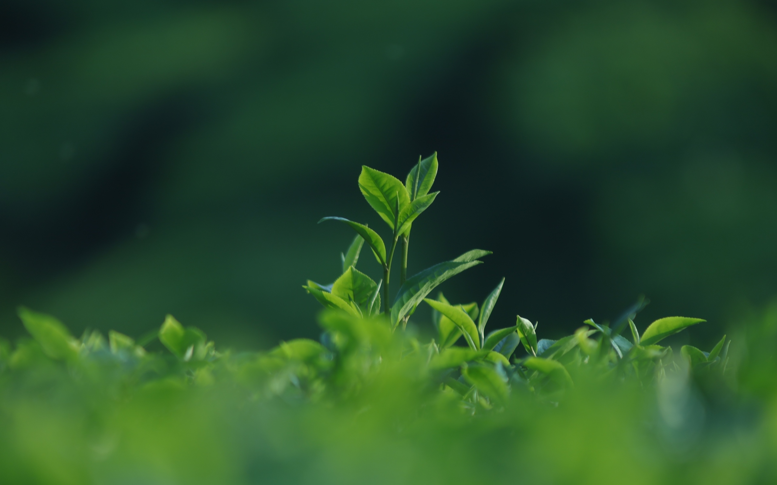 Зеленые листья чая на плантации