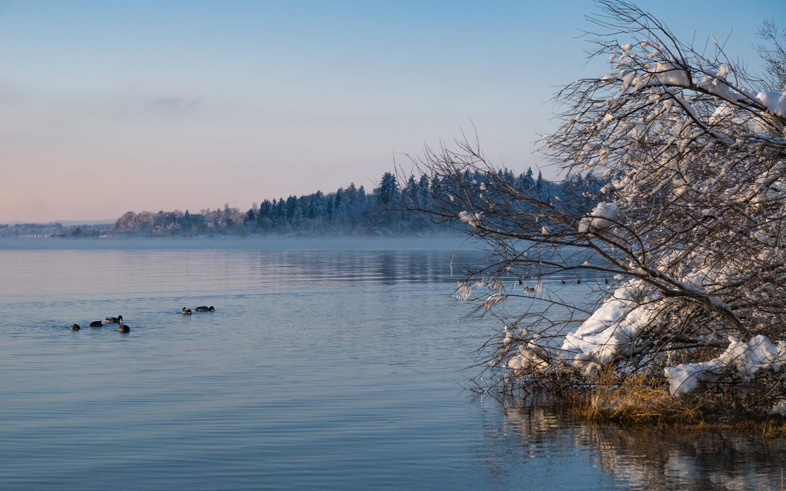 Заснеженные ветки дерева у озера