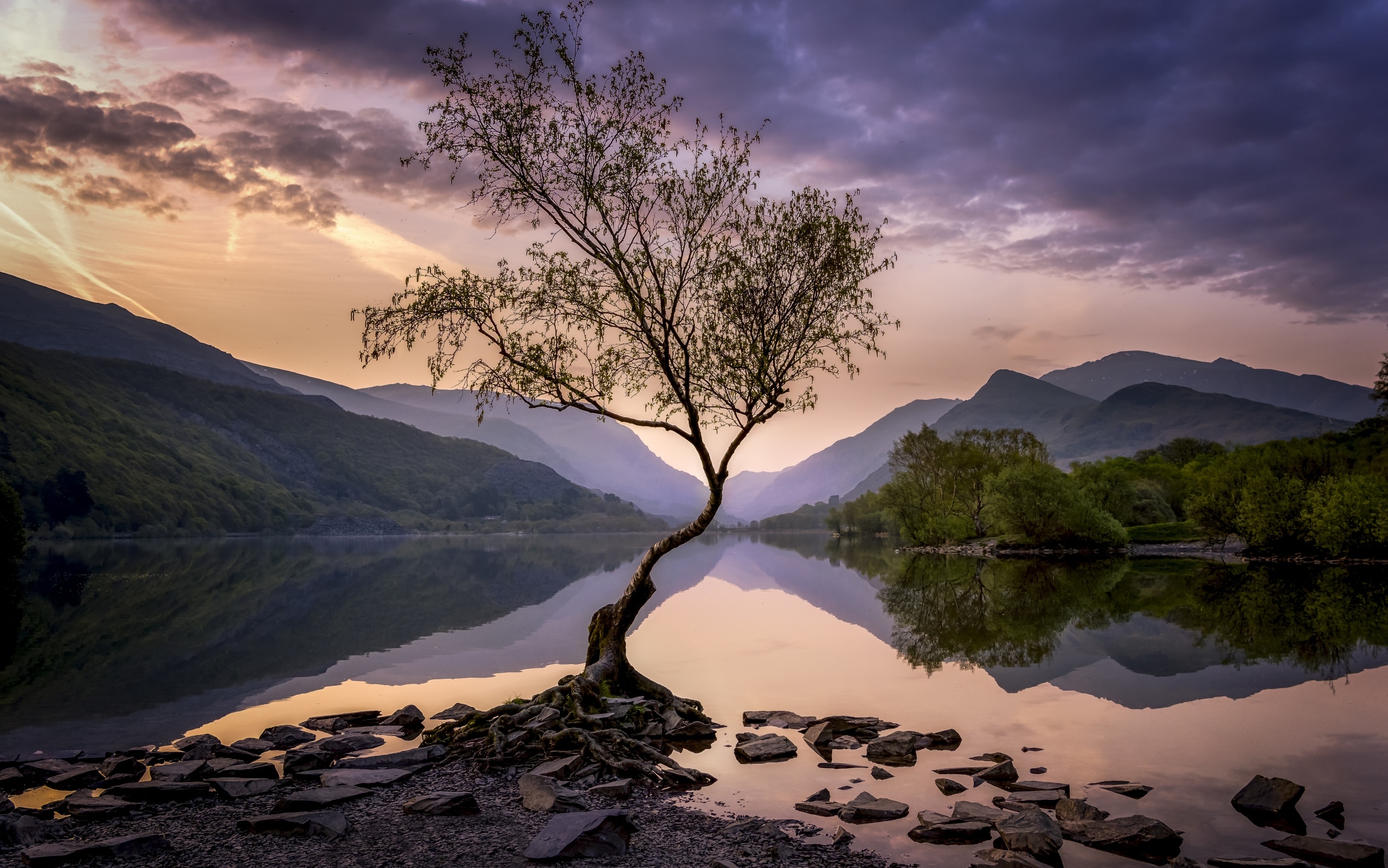 Одинокое дерево на берегу озера