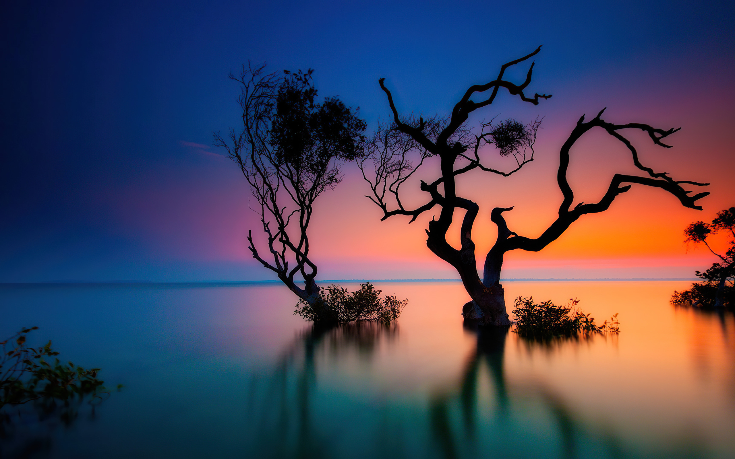 Сухие деревья в воде озера на закате