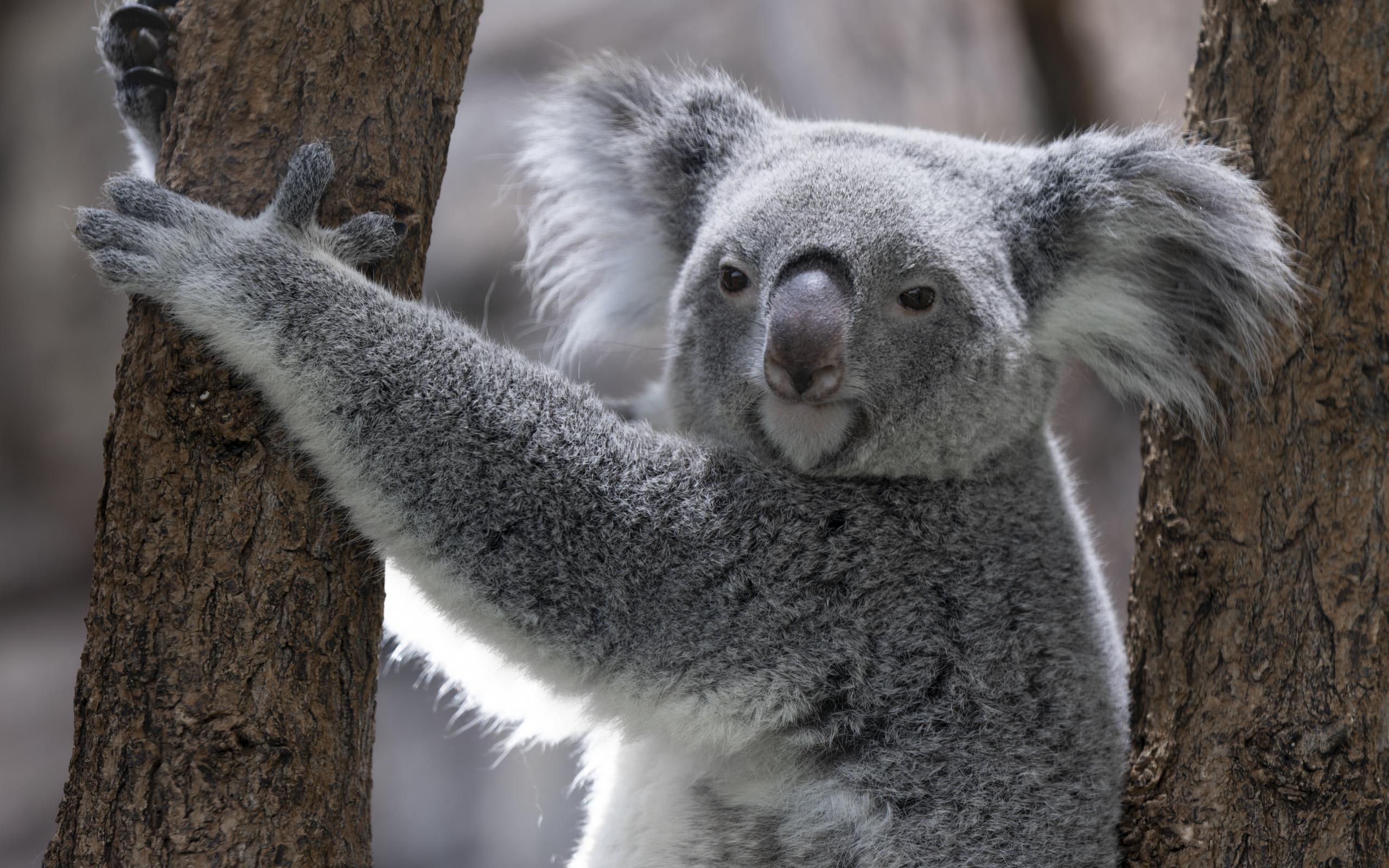 Большая коала висит на дереве