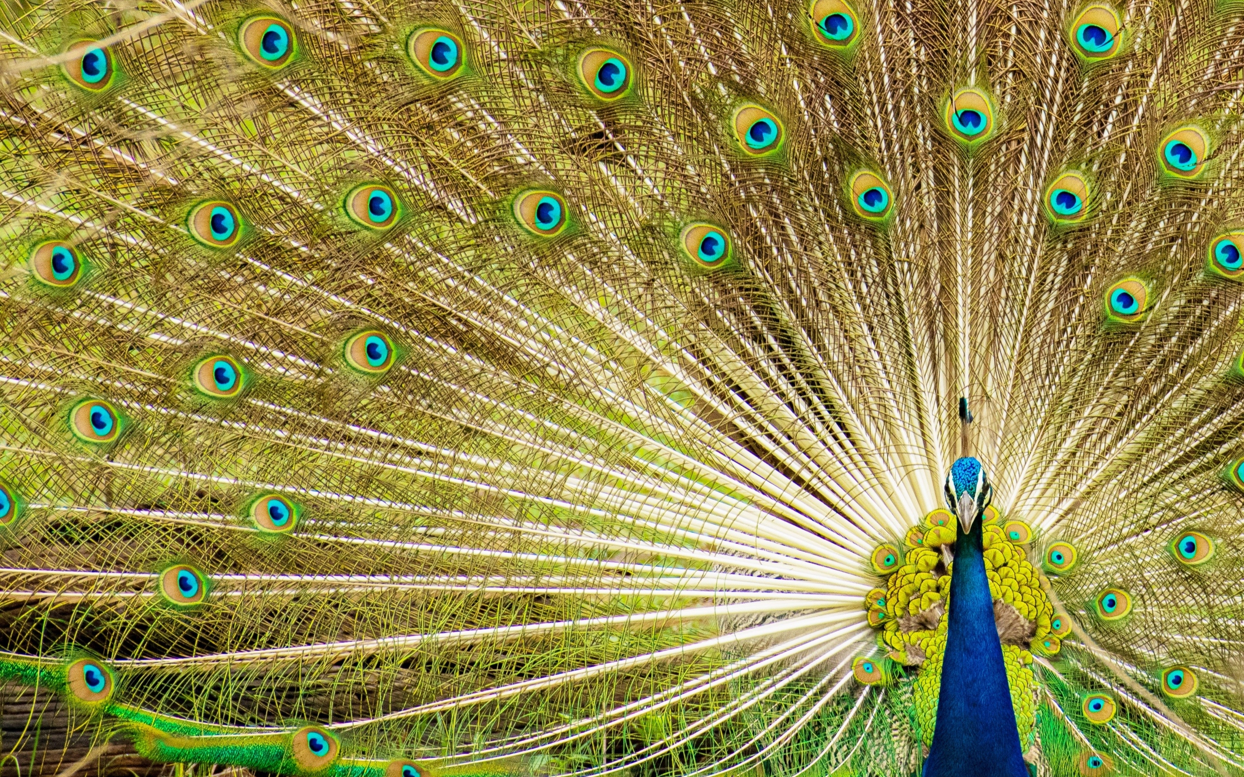 Красивый павлин расправил хвост 