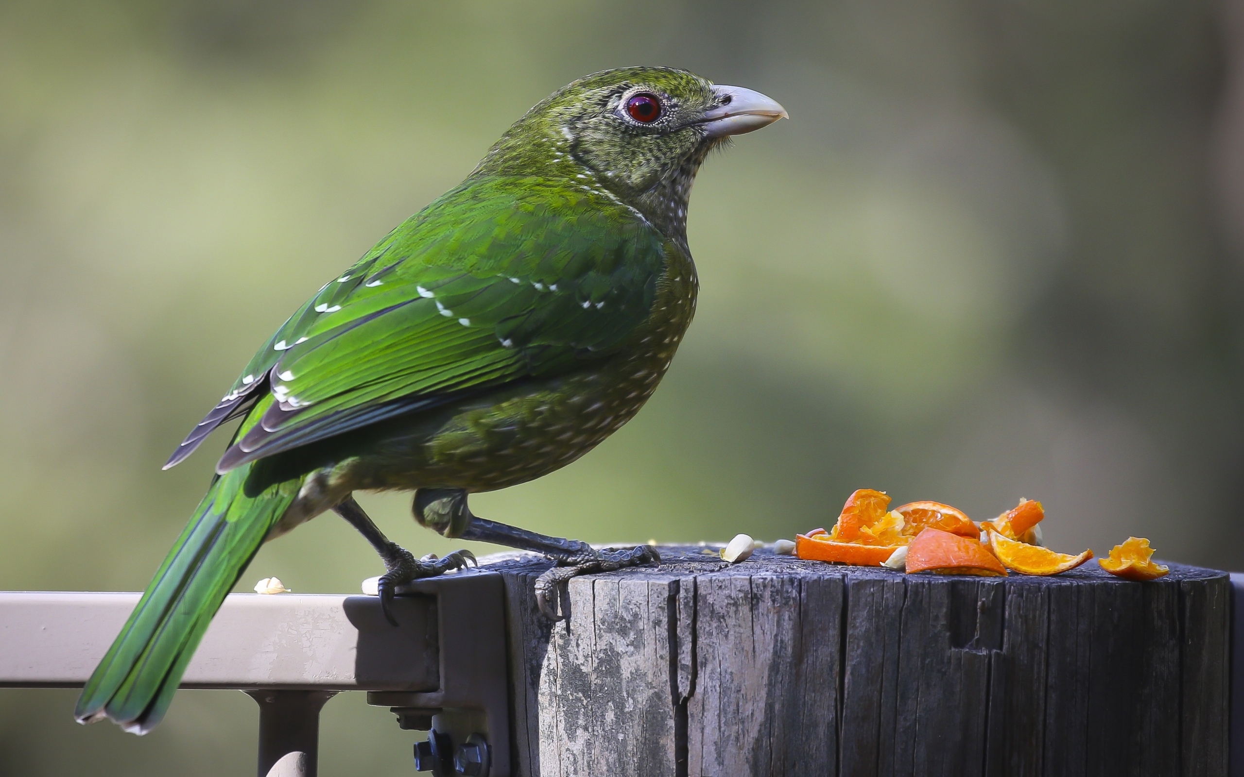 Зеленая птица на пне ест апельсиновые корки