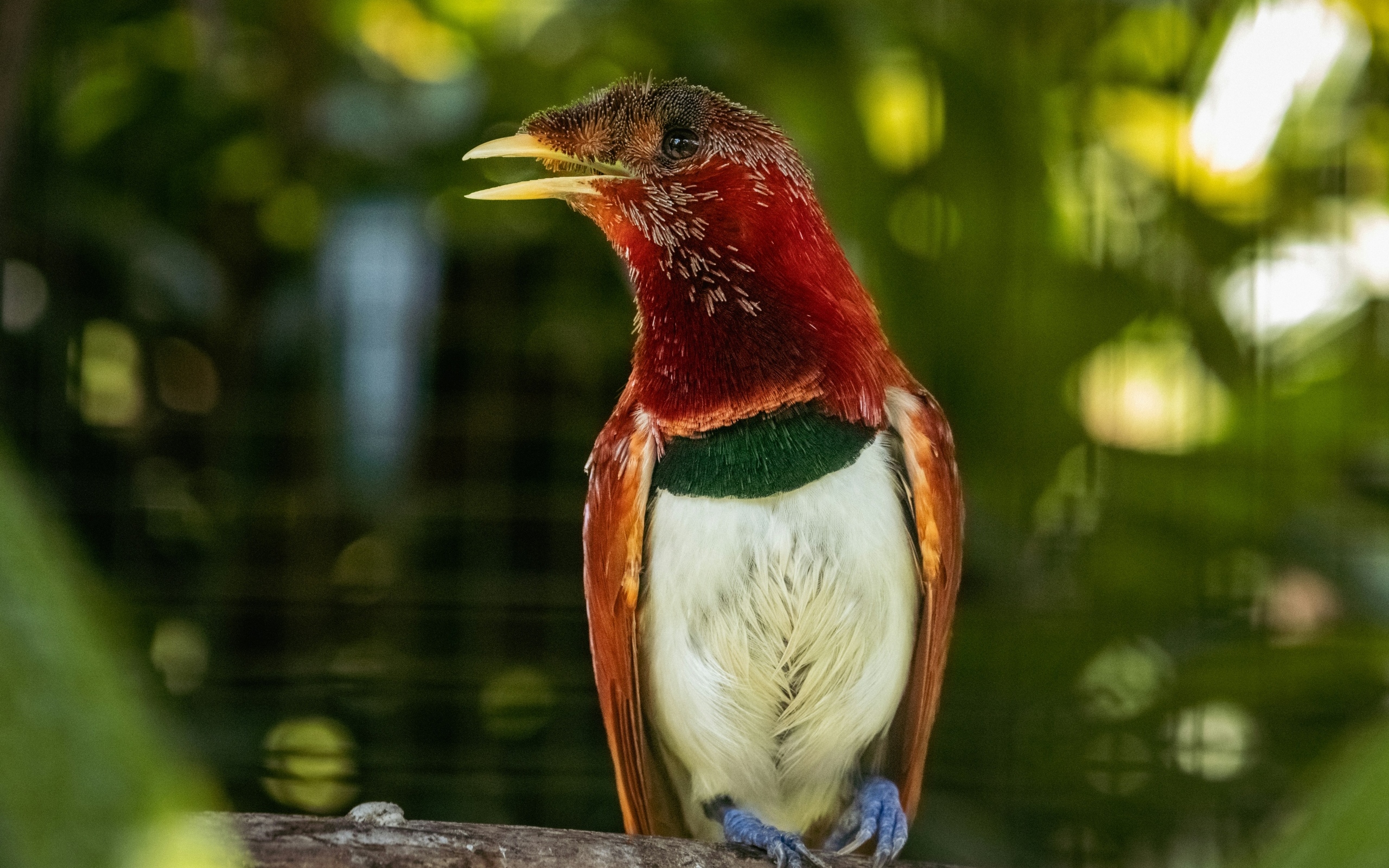 Тропическая птица сидит на ветке дерева