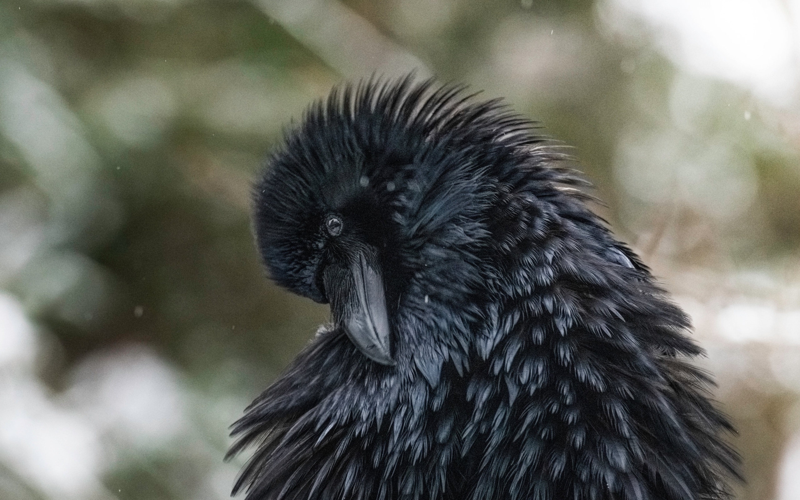 Большой черный ворон взъерошил перья