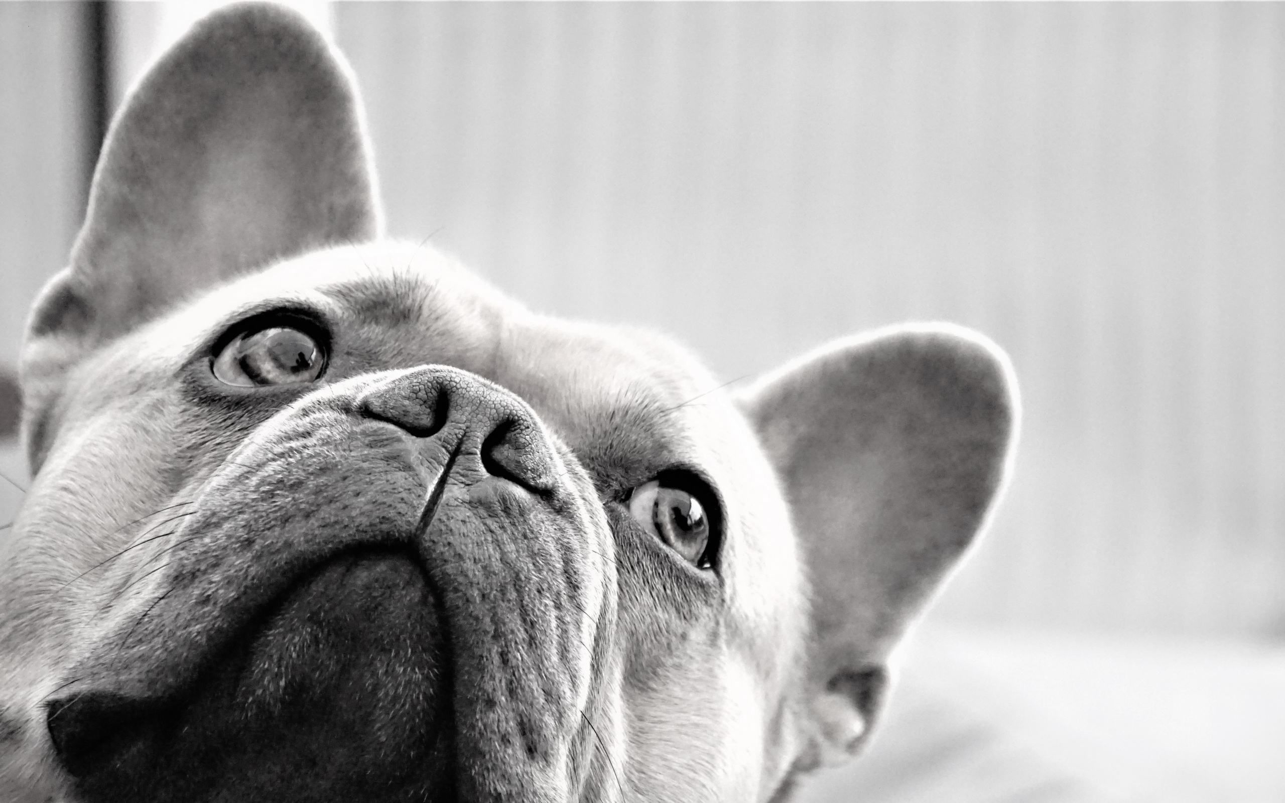 Грустная морда французского бульдога