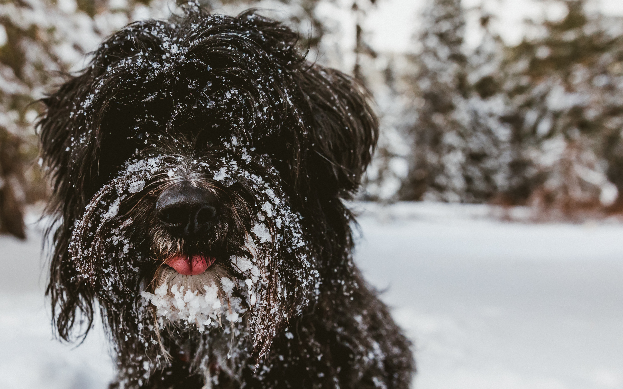 Лохматый породистый пес в снегу