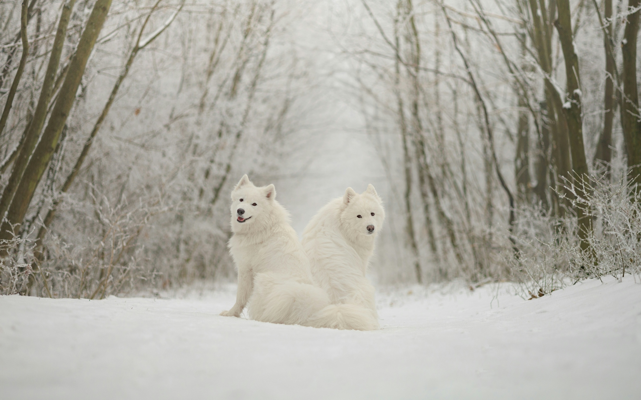 Две белые собаки самоедская лайка в лесу
