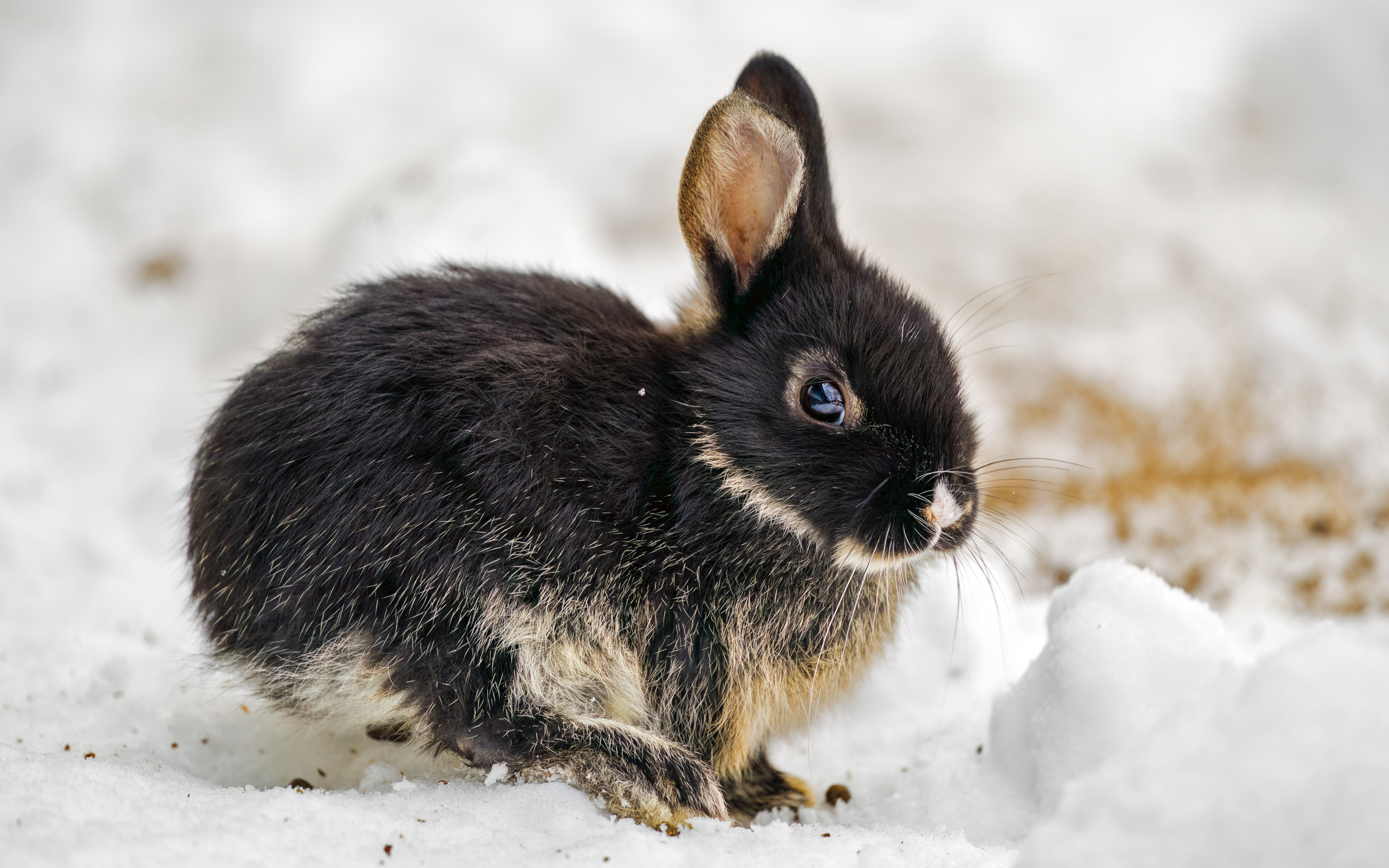 Маленький черный кролик сидит на снегу