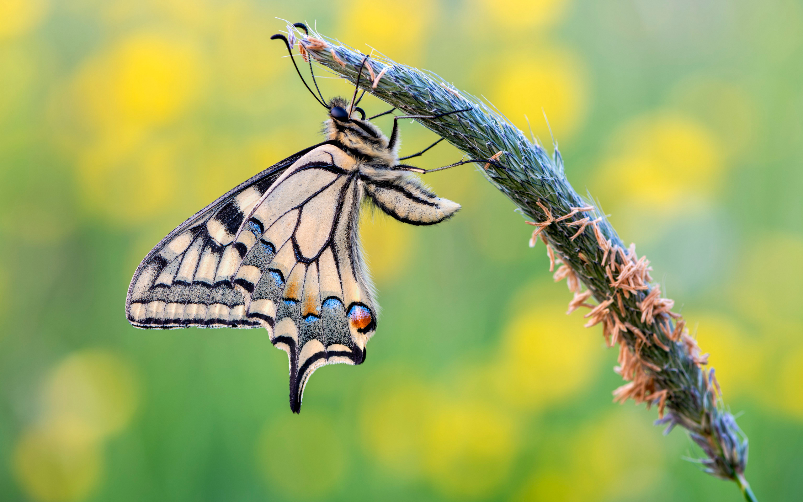 Красивая бабочка махаон сидит на колоске