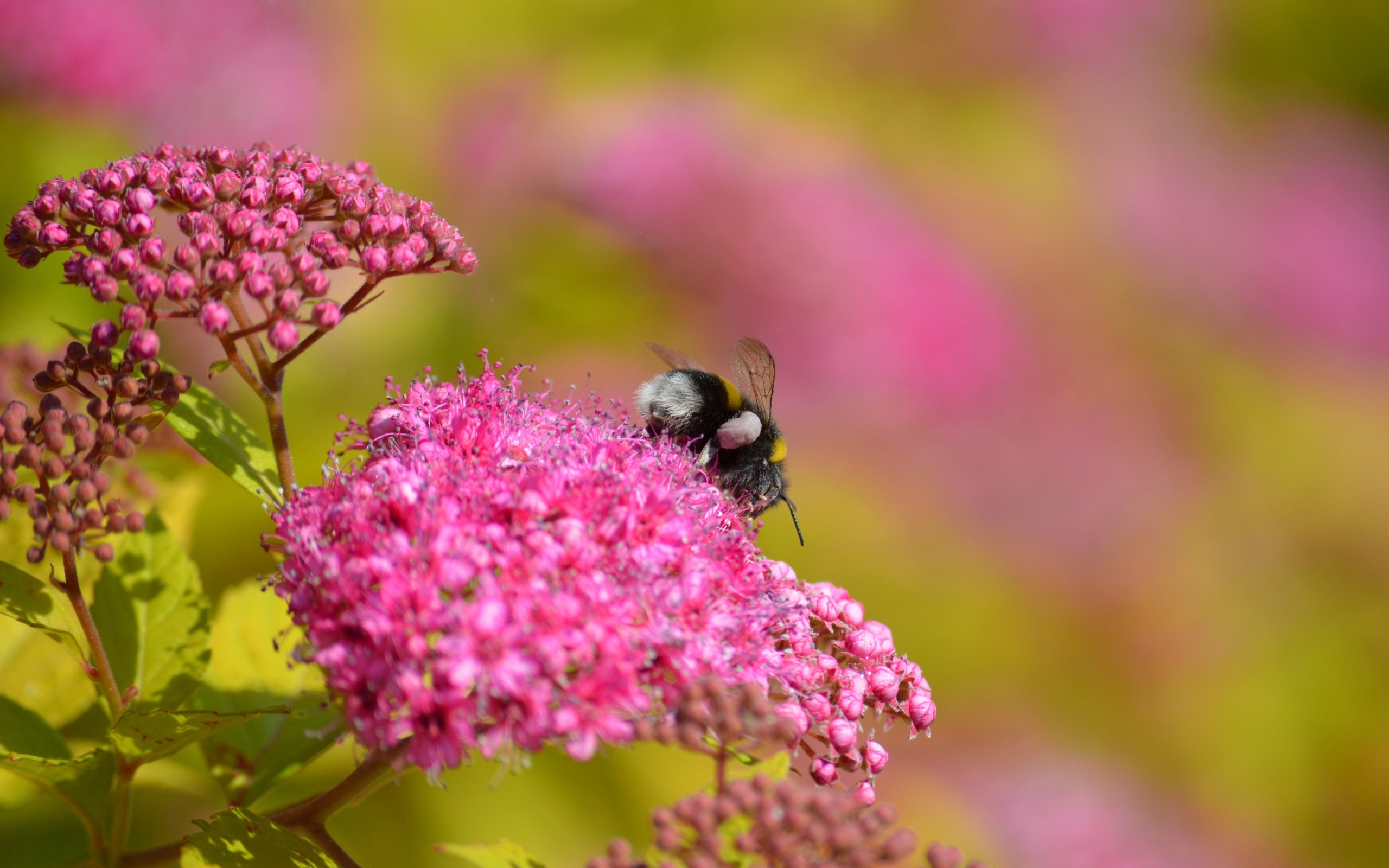 Шмель собирает пыльцу с розовых цветов