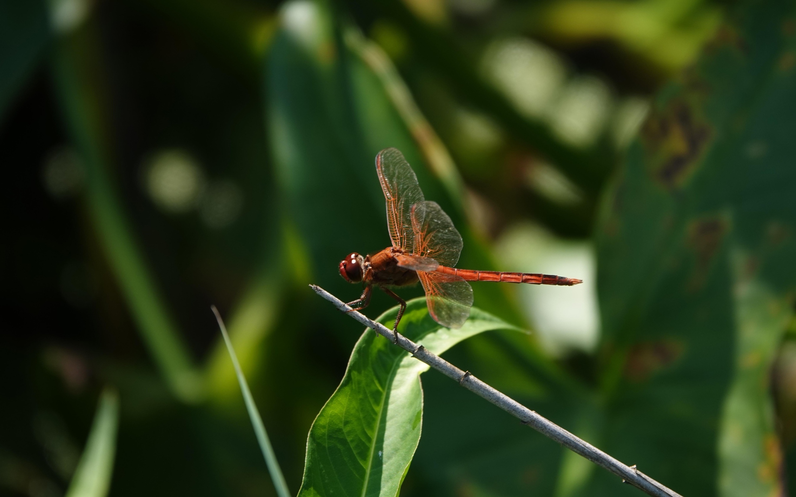 Стрекоза с прозрачными крыльями сидит на ветке