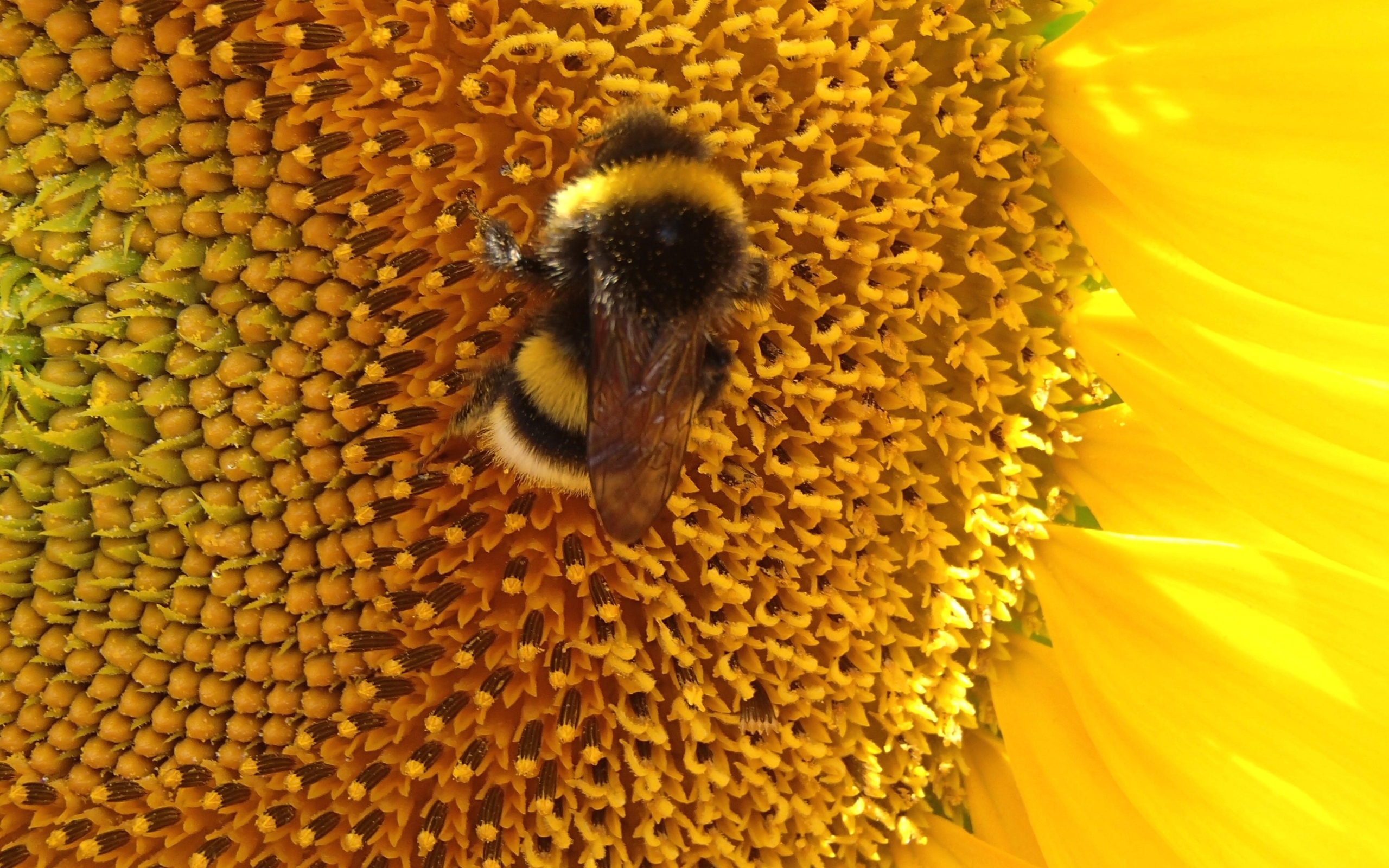 Большой полосатый шмель на цветке подсолнуха