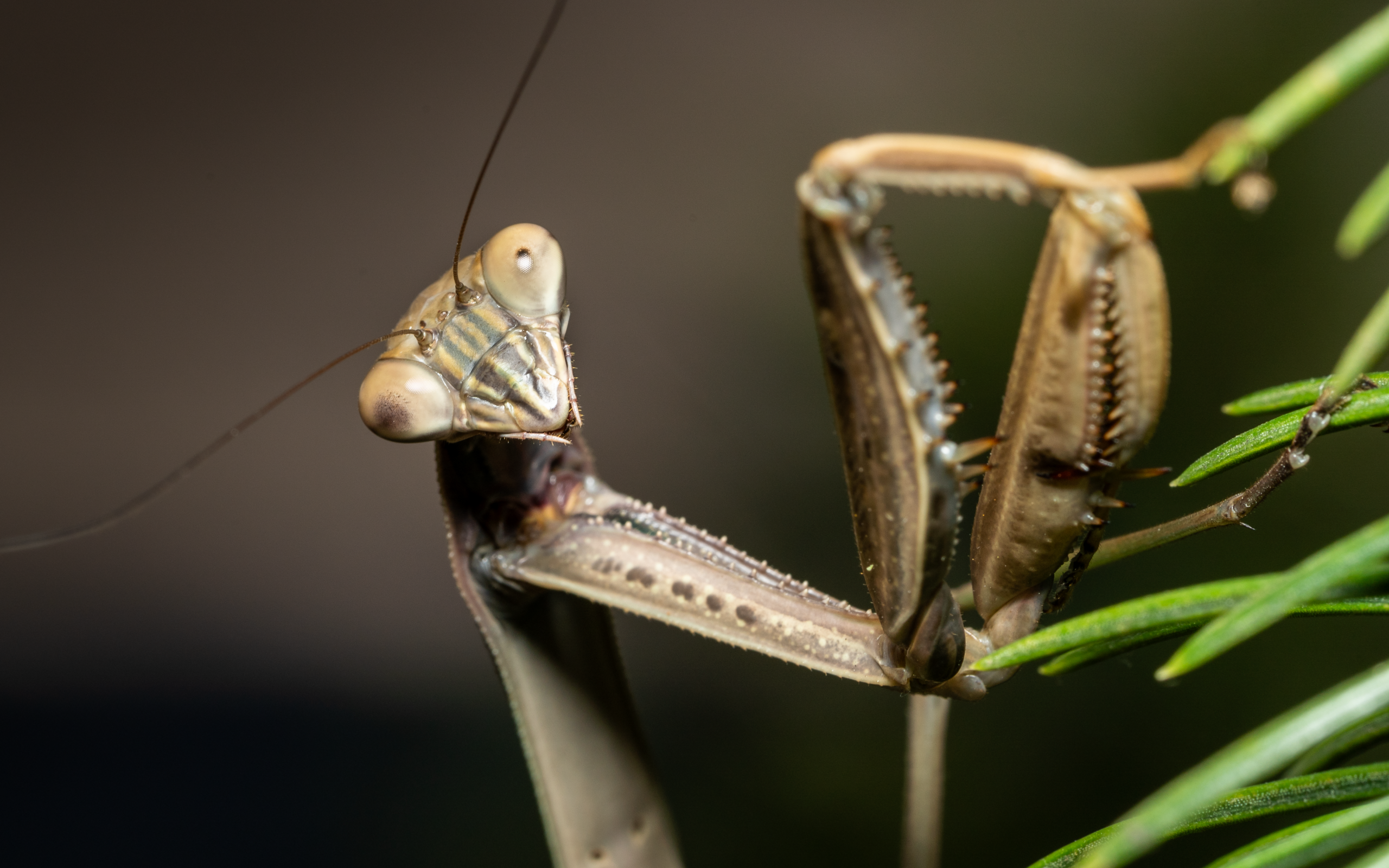 Богомол крупным планом на зеленой траве