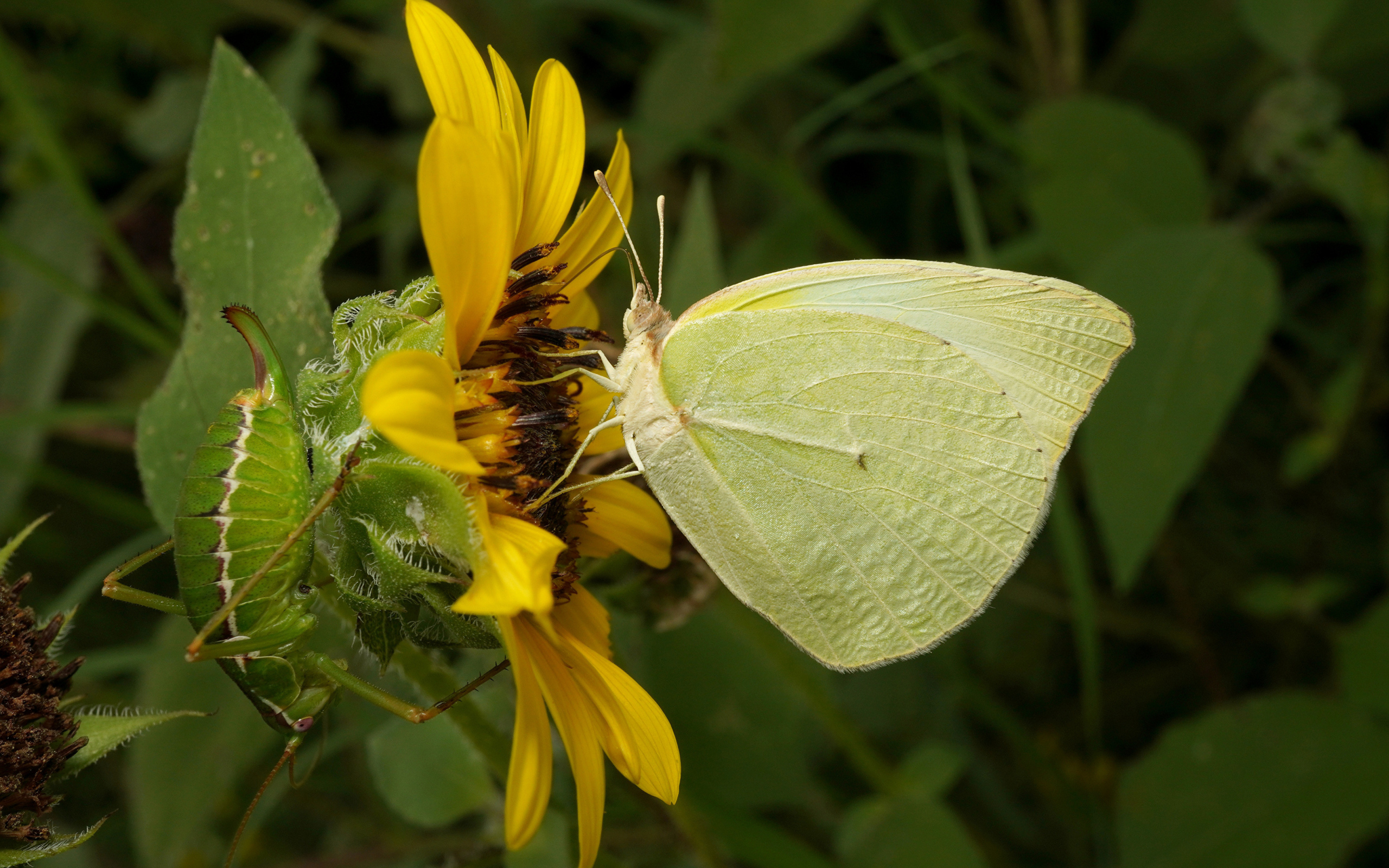 Желтая бабочка на цветке подсолнуха 