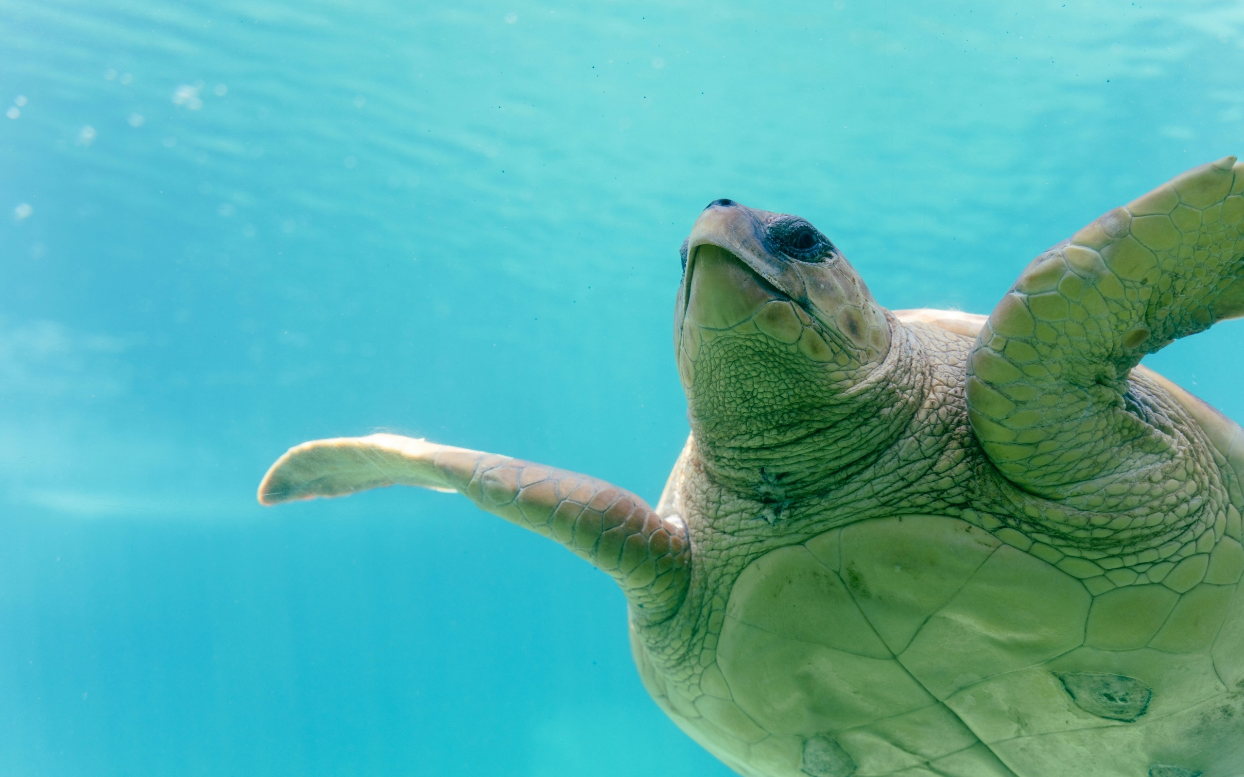 Большая черепаха плывет под водой
