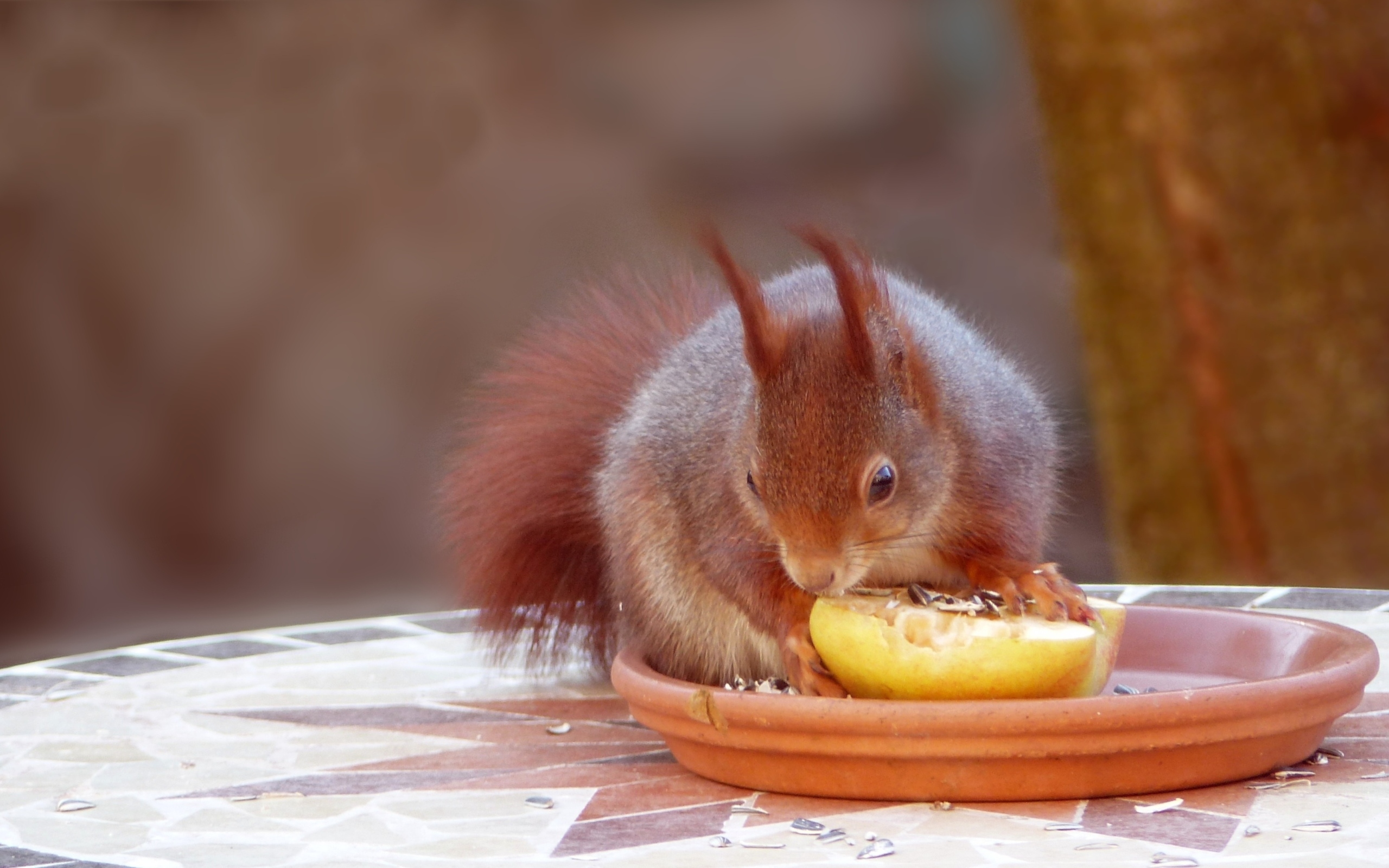 Красивая рыжая белка лакомится фруктом