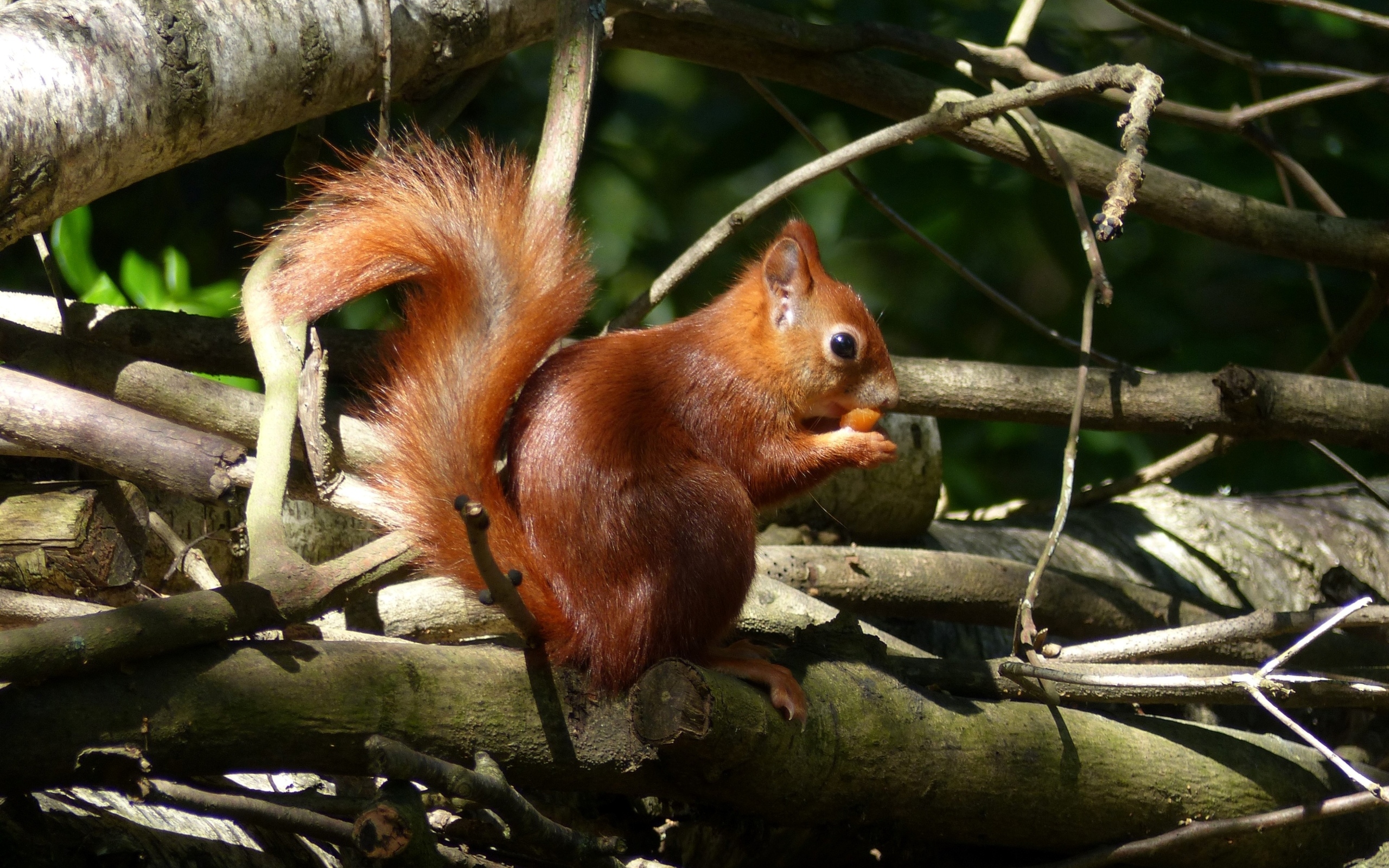 Рыжая белка с орехом сидит в сухих ветках