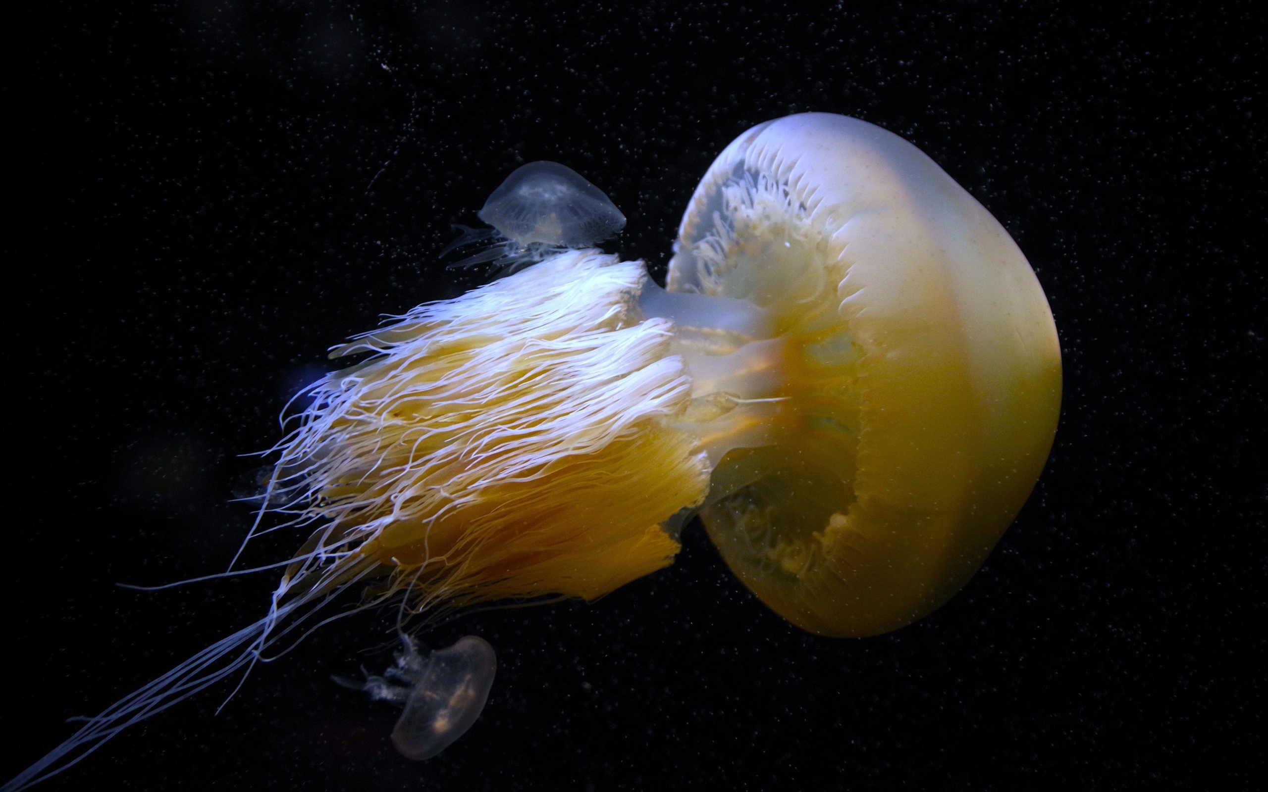 Большая белая медуза под водой