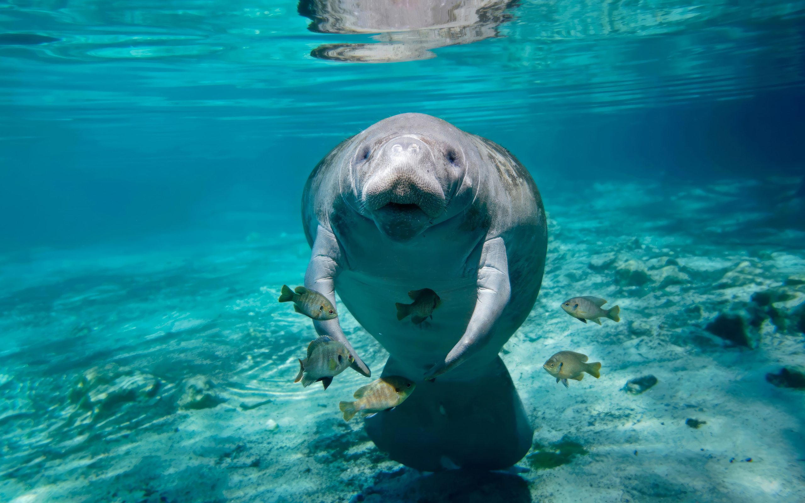 Ламантин с рыбами плавает под водой