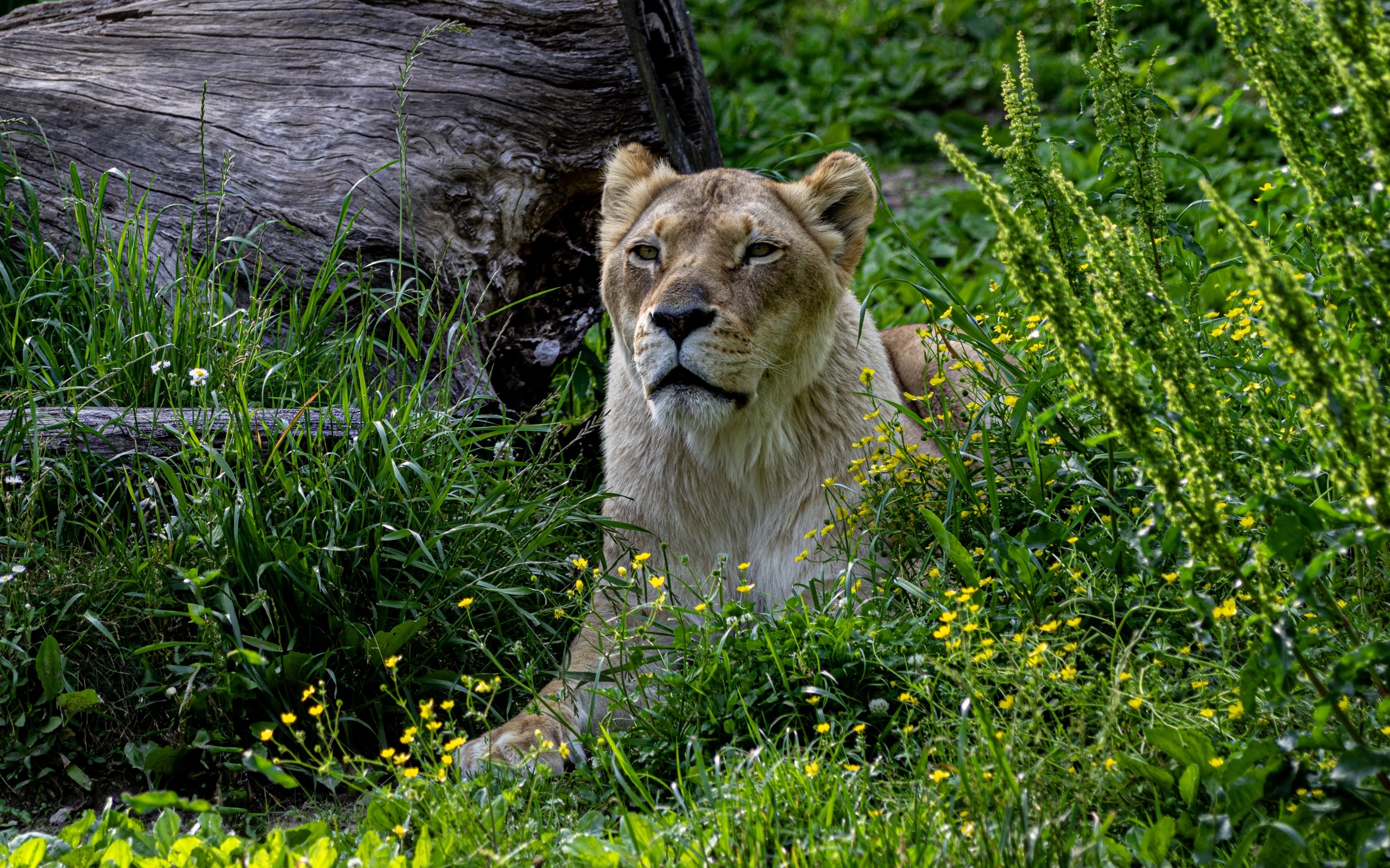 Большая львица лежит в траве у сухого дерева 