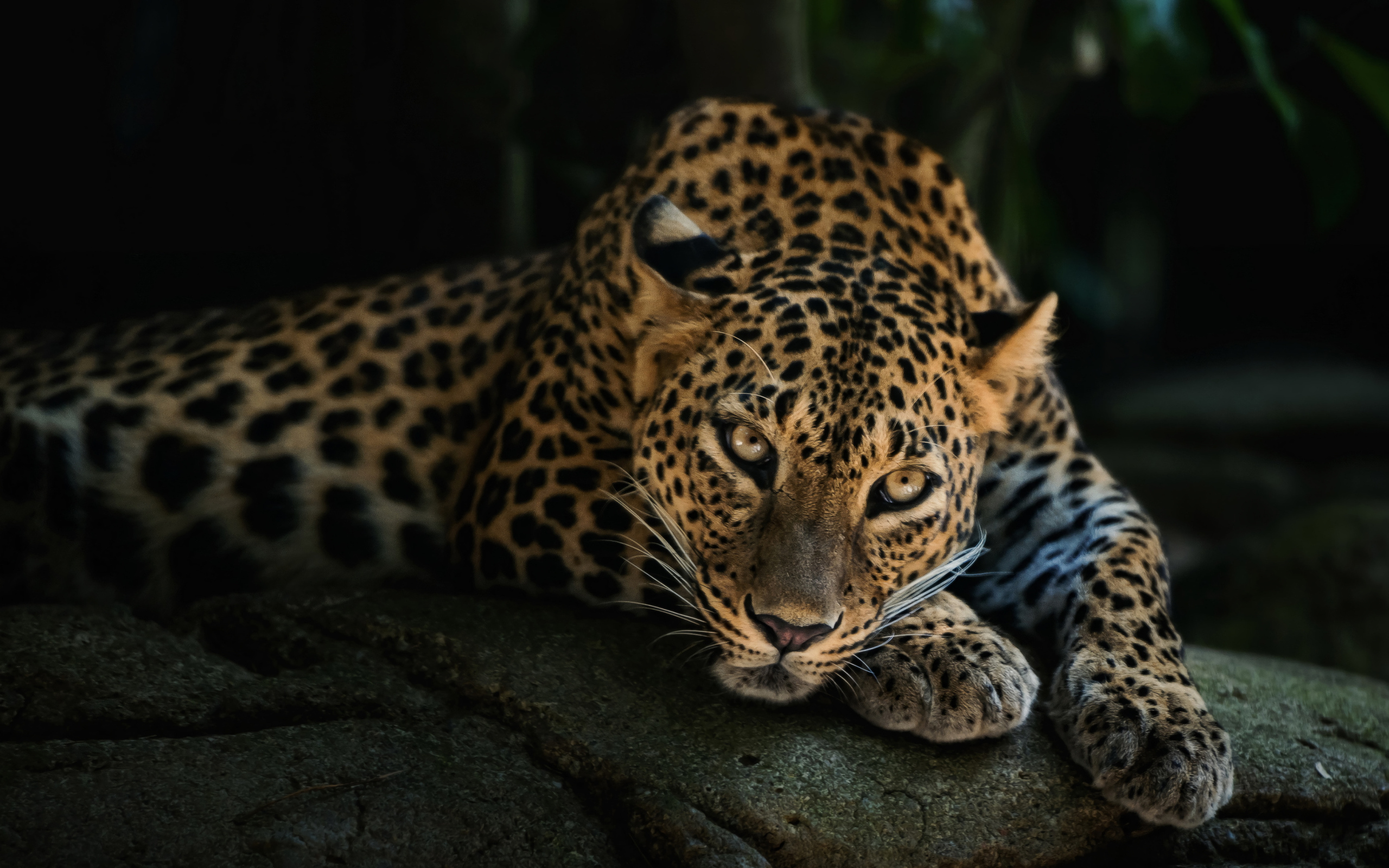 Большой пятнистый ягуар лежит на камне