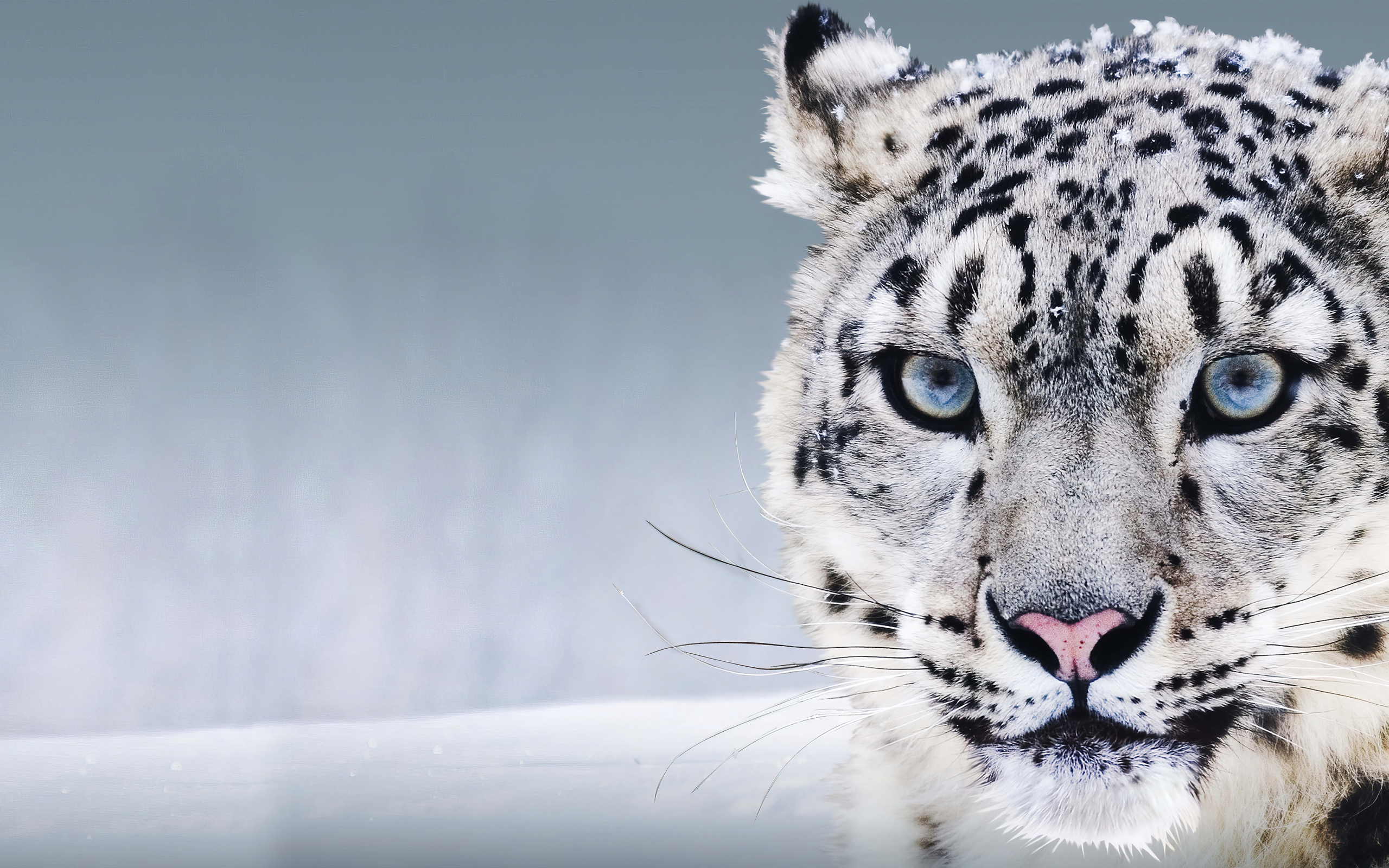 Большой голубоглазый снежный барс