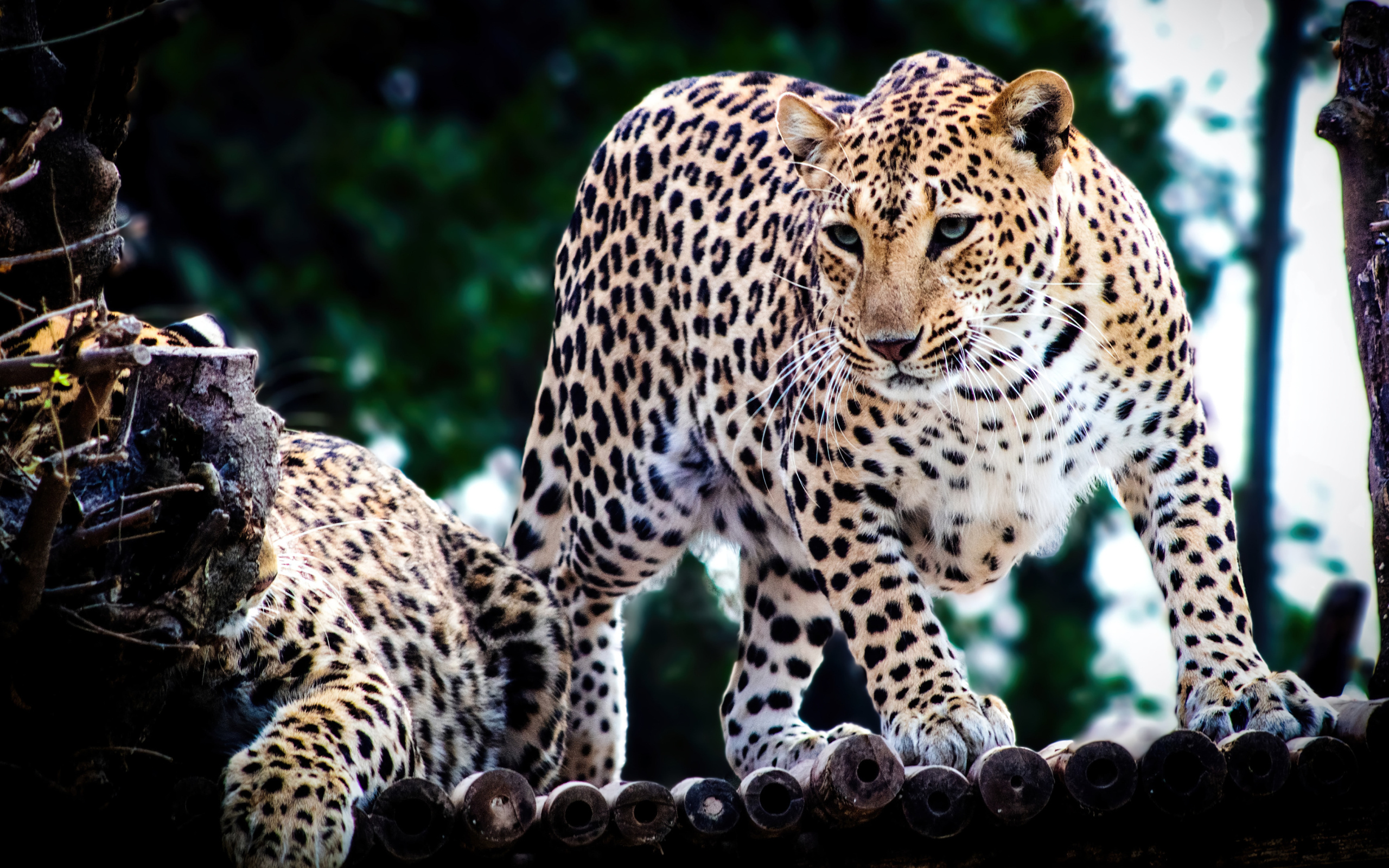 Два пятнистых ягуара в зоопарке