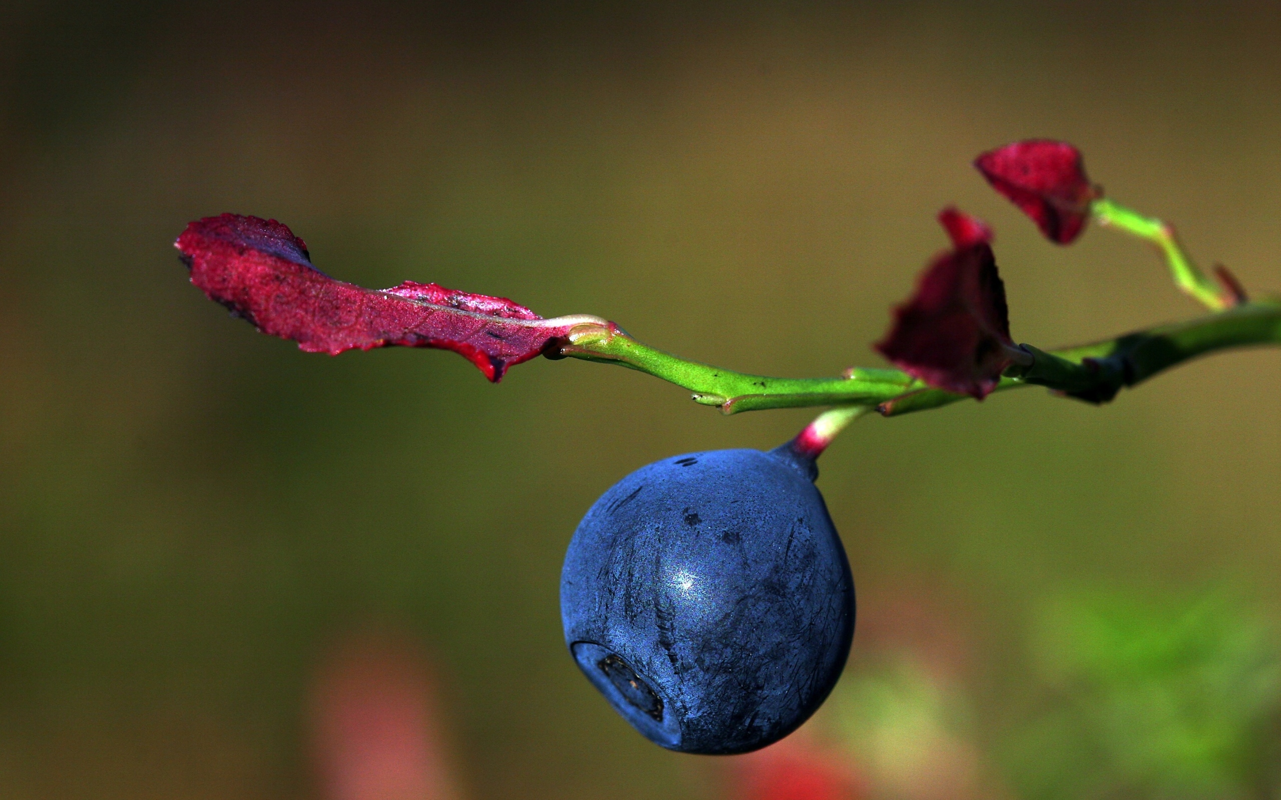 Ягода черники на ветке макросъемка