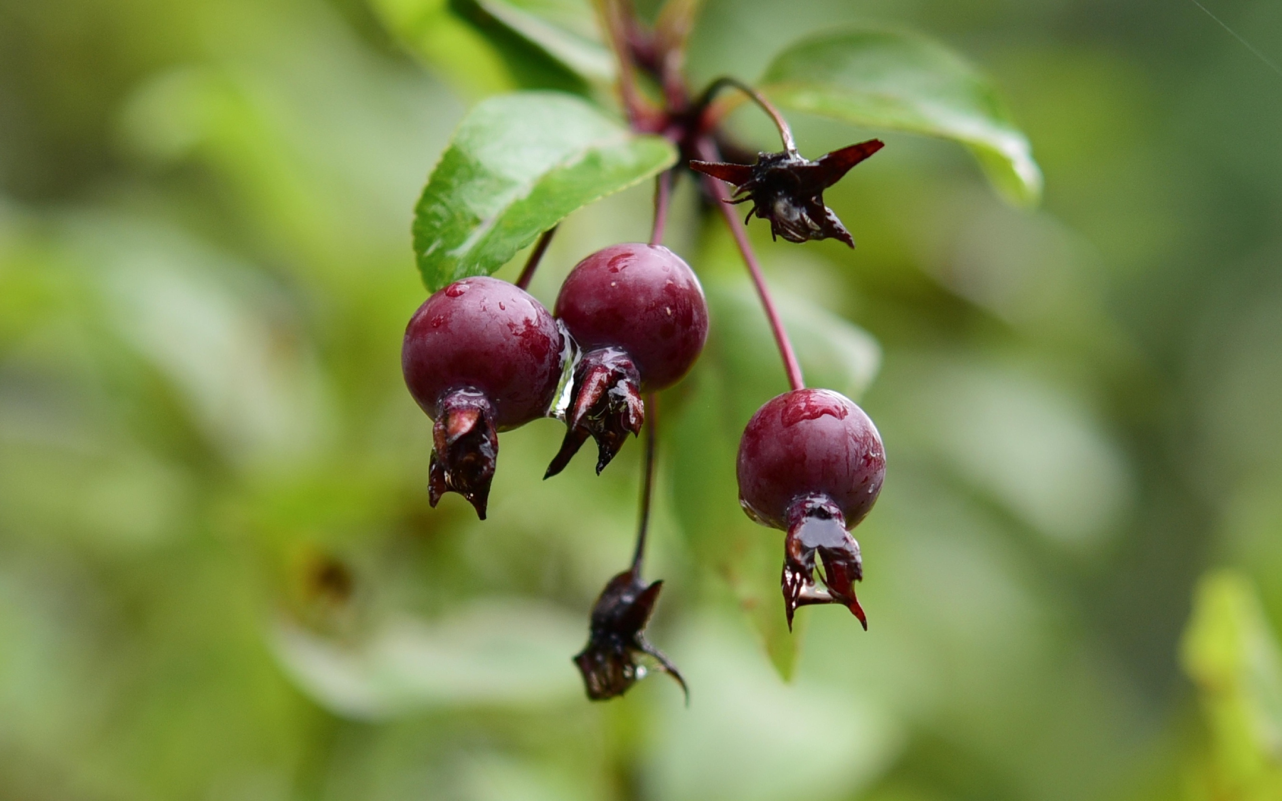 Красные мокрые ягоды на ветке  летом