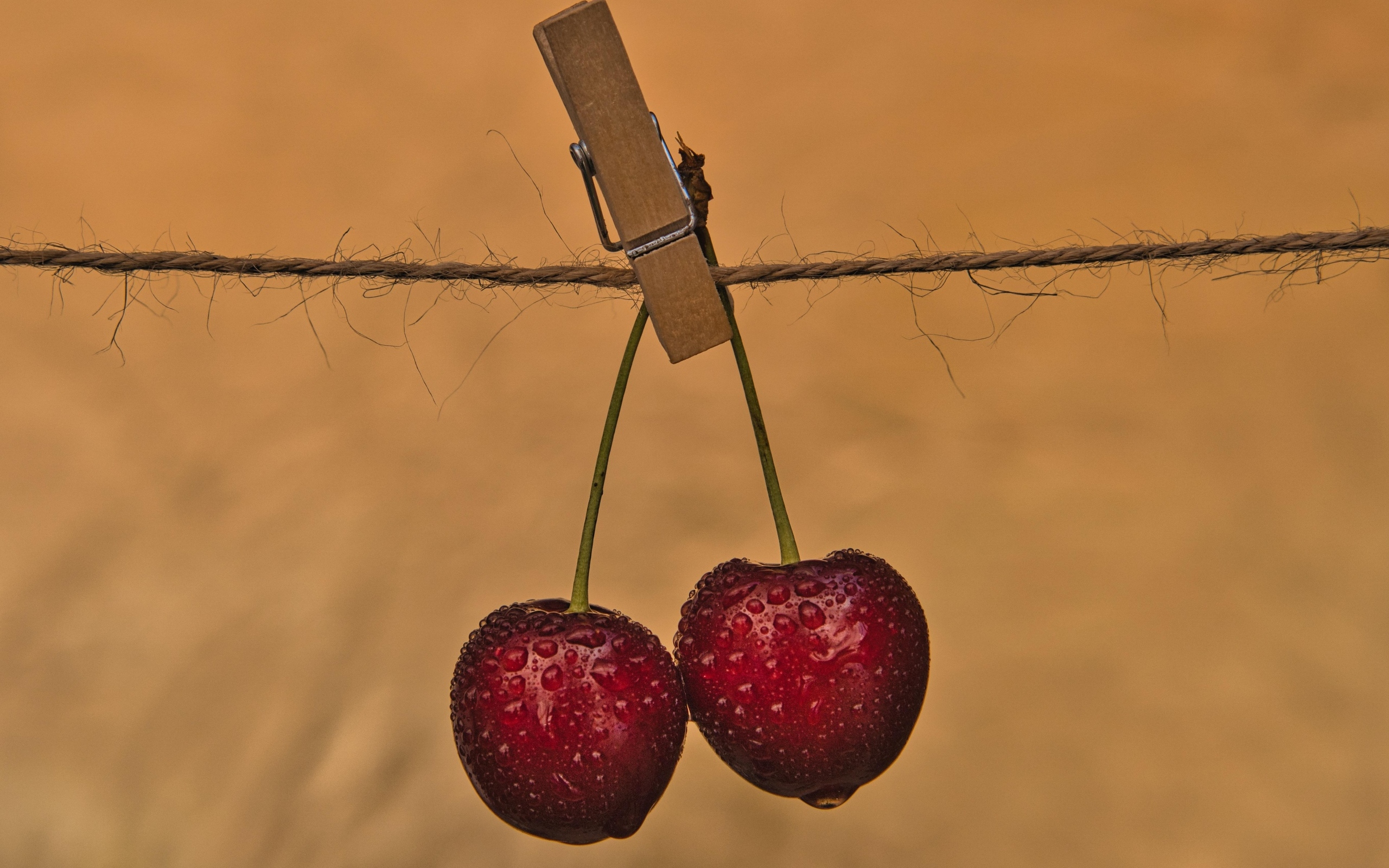 Две мокрые черешни с прищепкой на веревке