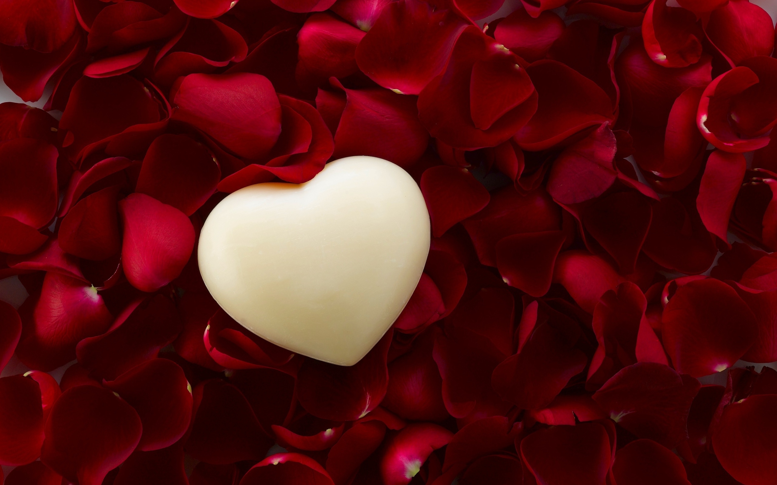 Белое сердце на красных лепестках розы