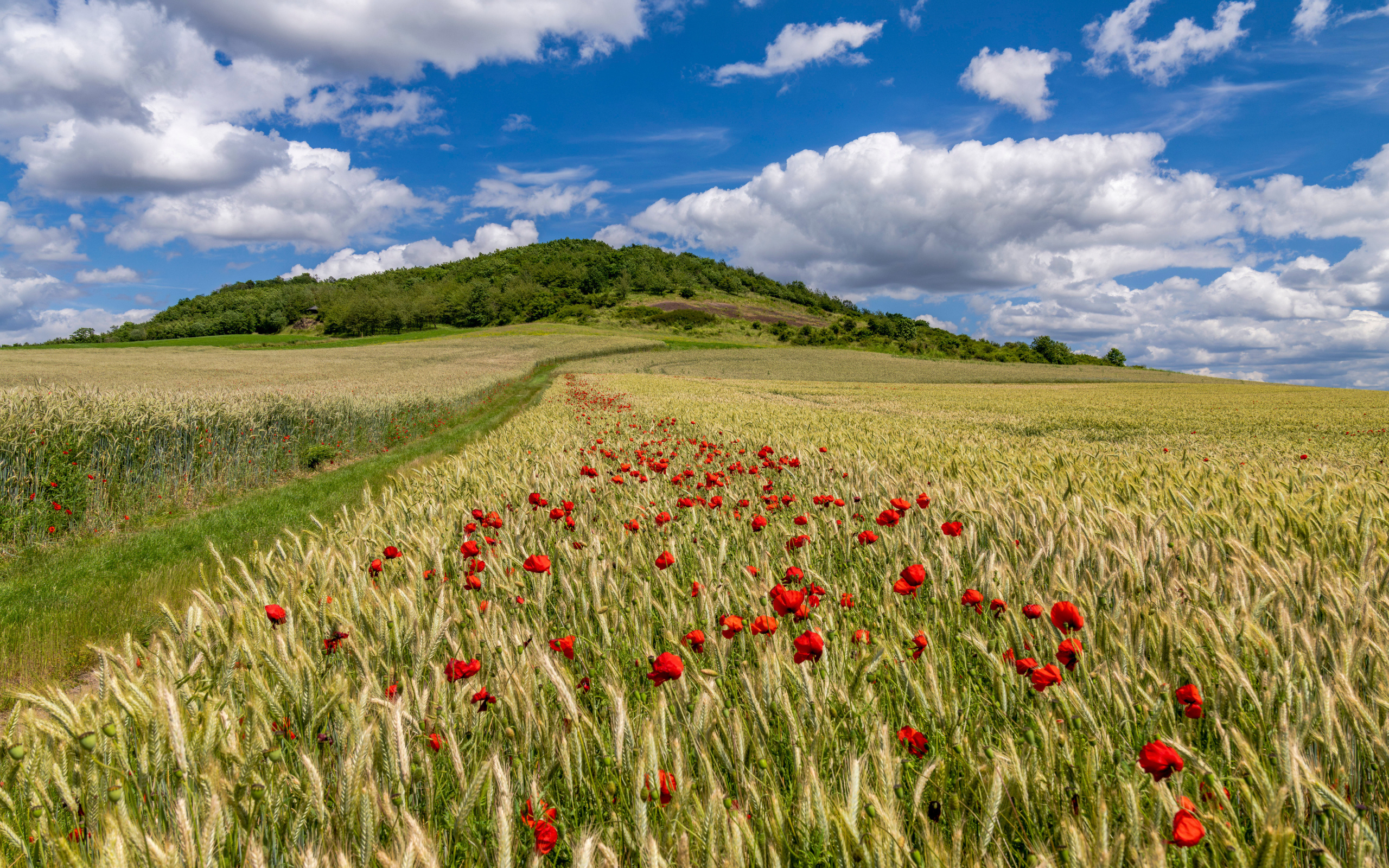 Белые облака над полем с пшеницей и красными маками
