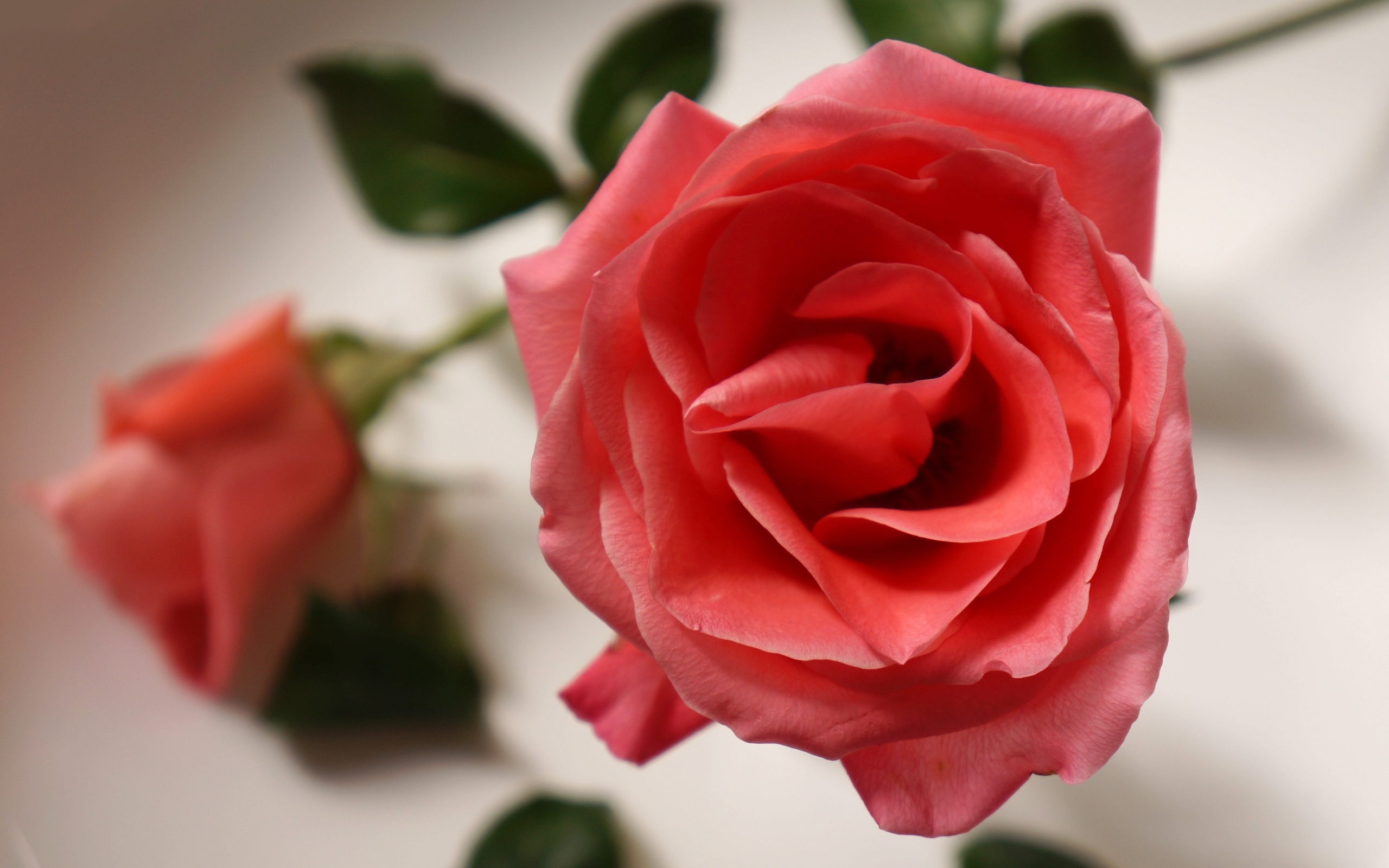 Настоящая роза кремового цвета