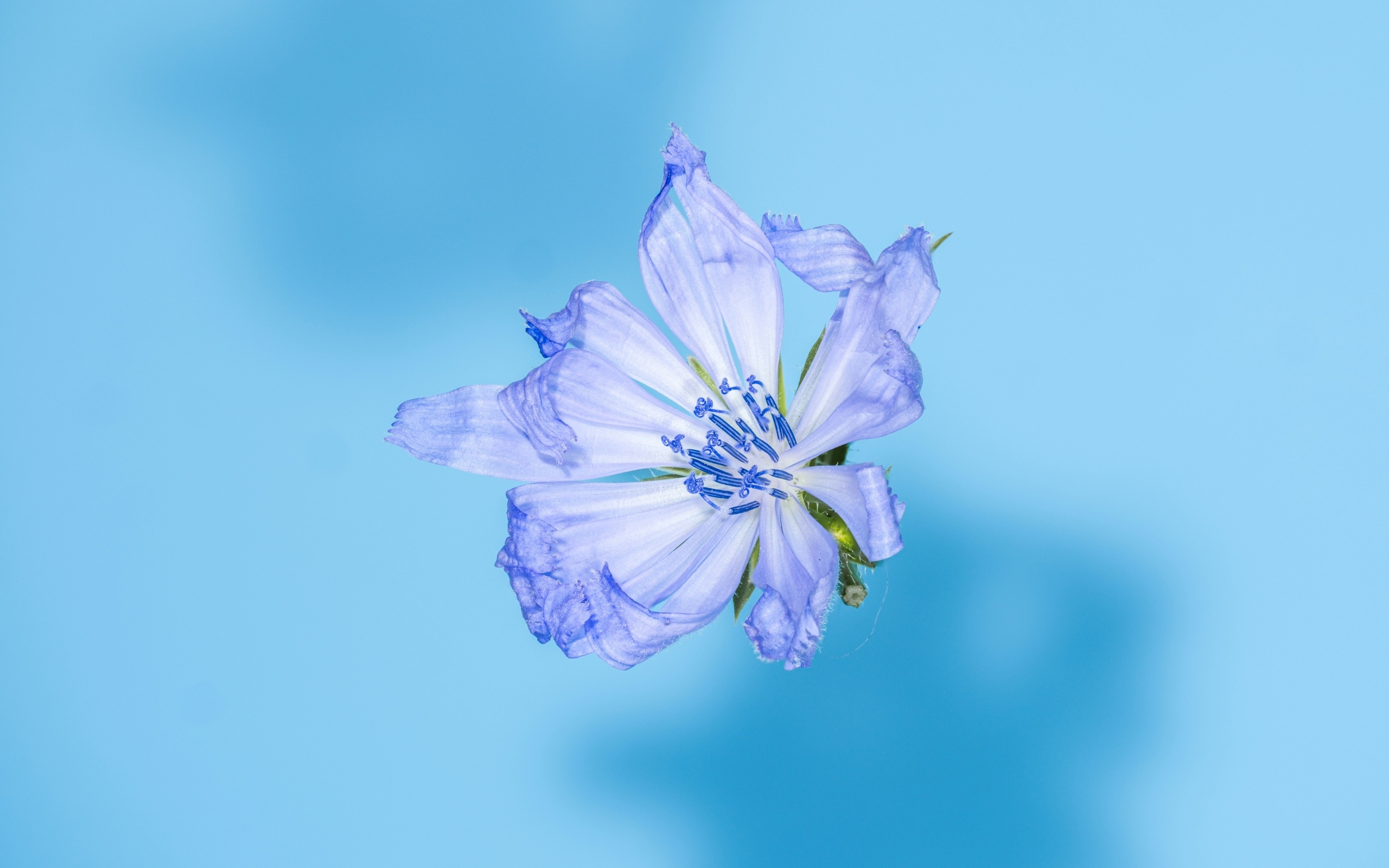 Синий цветок цикория на голубом фоне